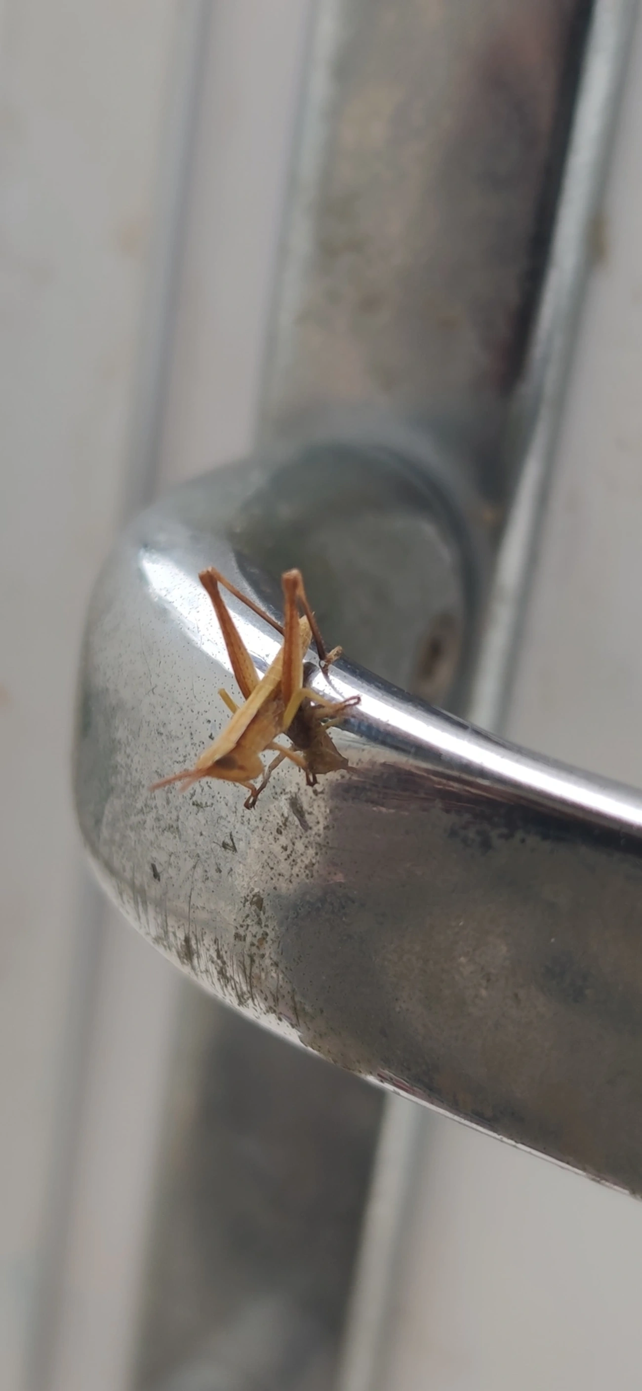 Acridinae, insetos, fotografado em Maresias, São Sebastião