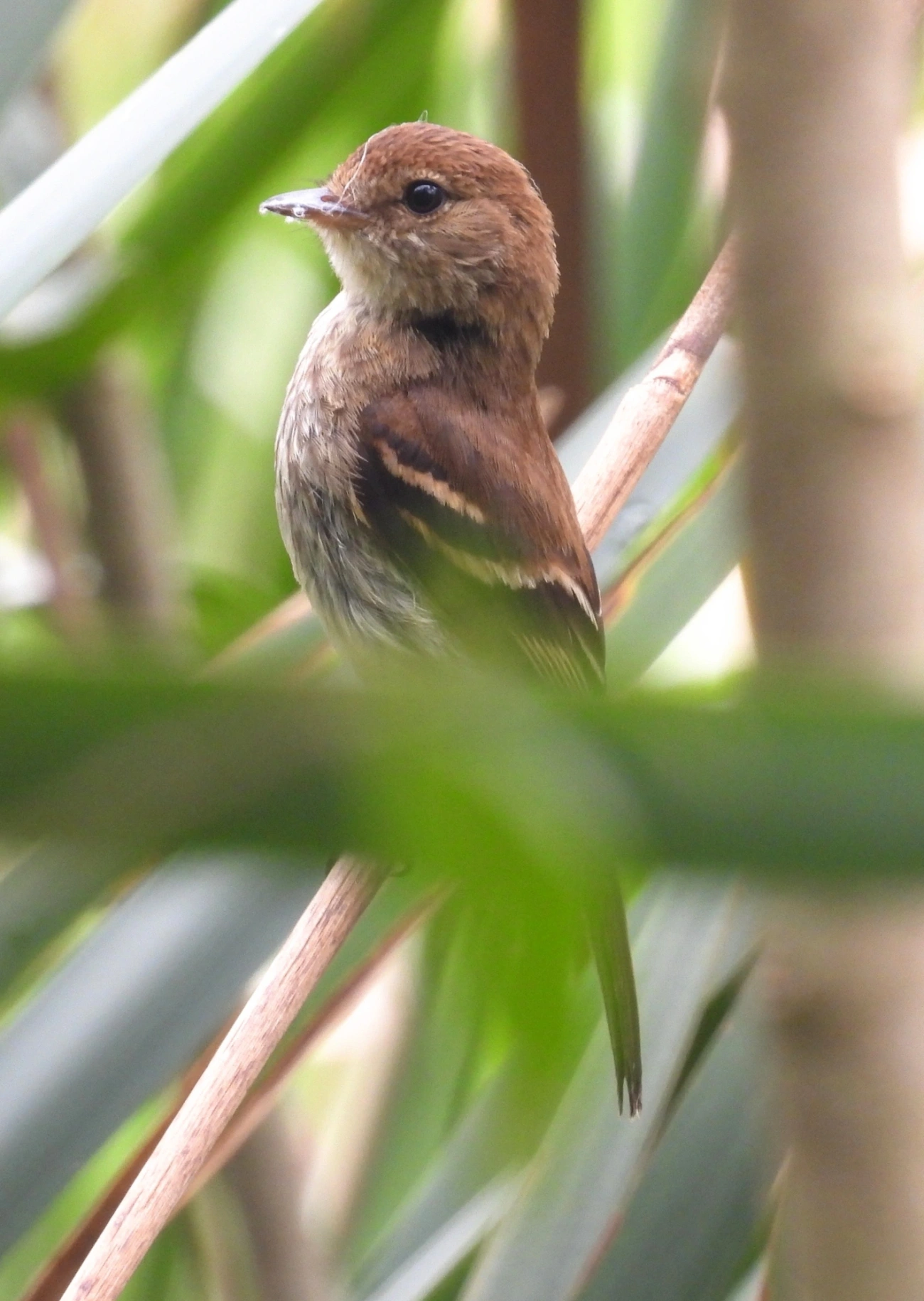 Filipe (Myiophobus fasciatus), aves, fotografado em Itu