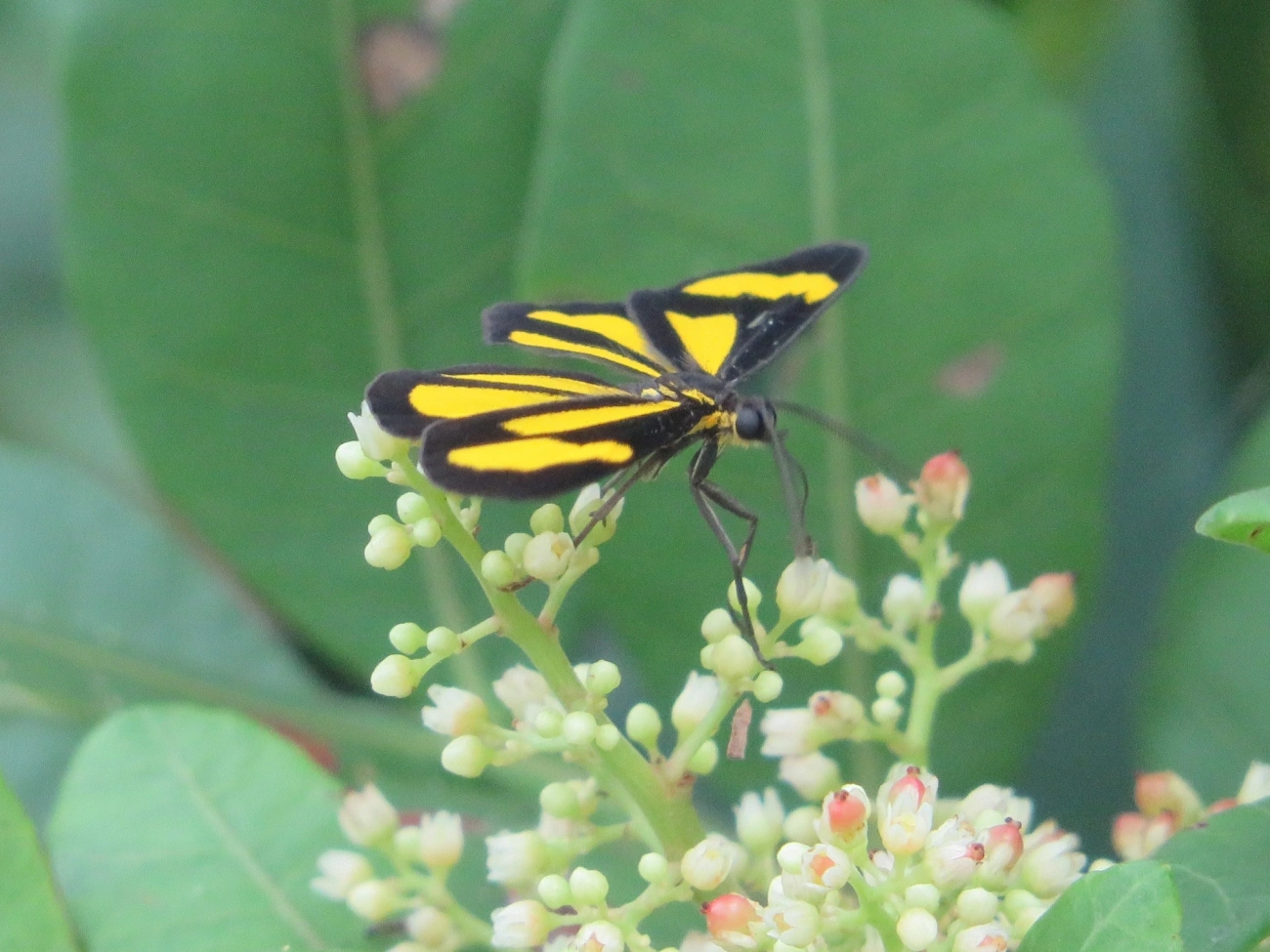 Cyllopoda claudicula, insetos, fotografado em Maresias, São Sebastião