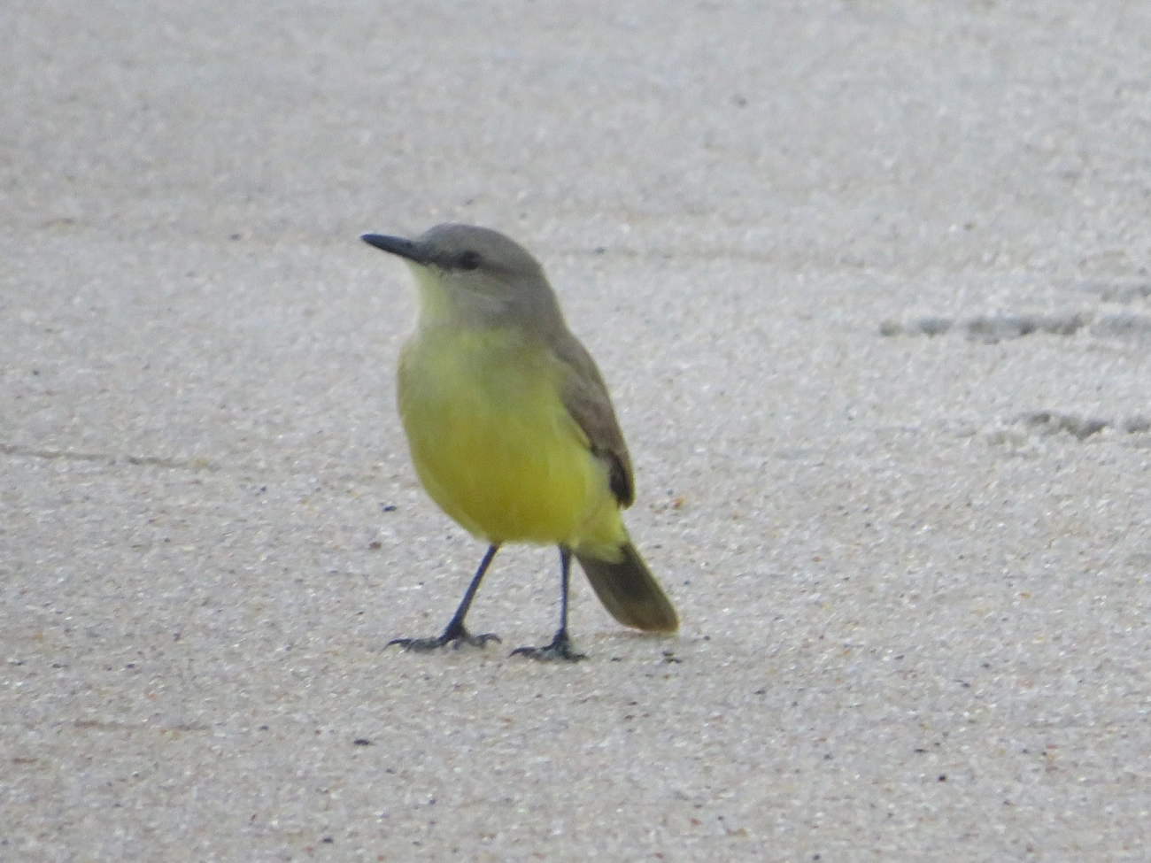 Suiriri-cavaleiro (Machetornis rixosa), aves, fotografado em Maresias, São Sebastião