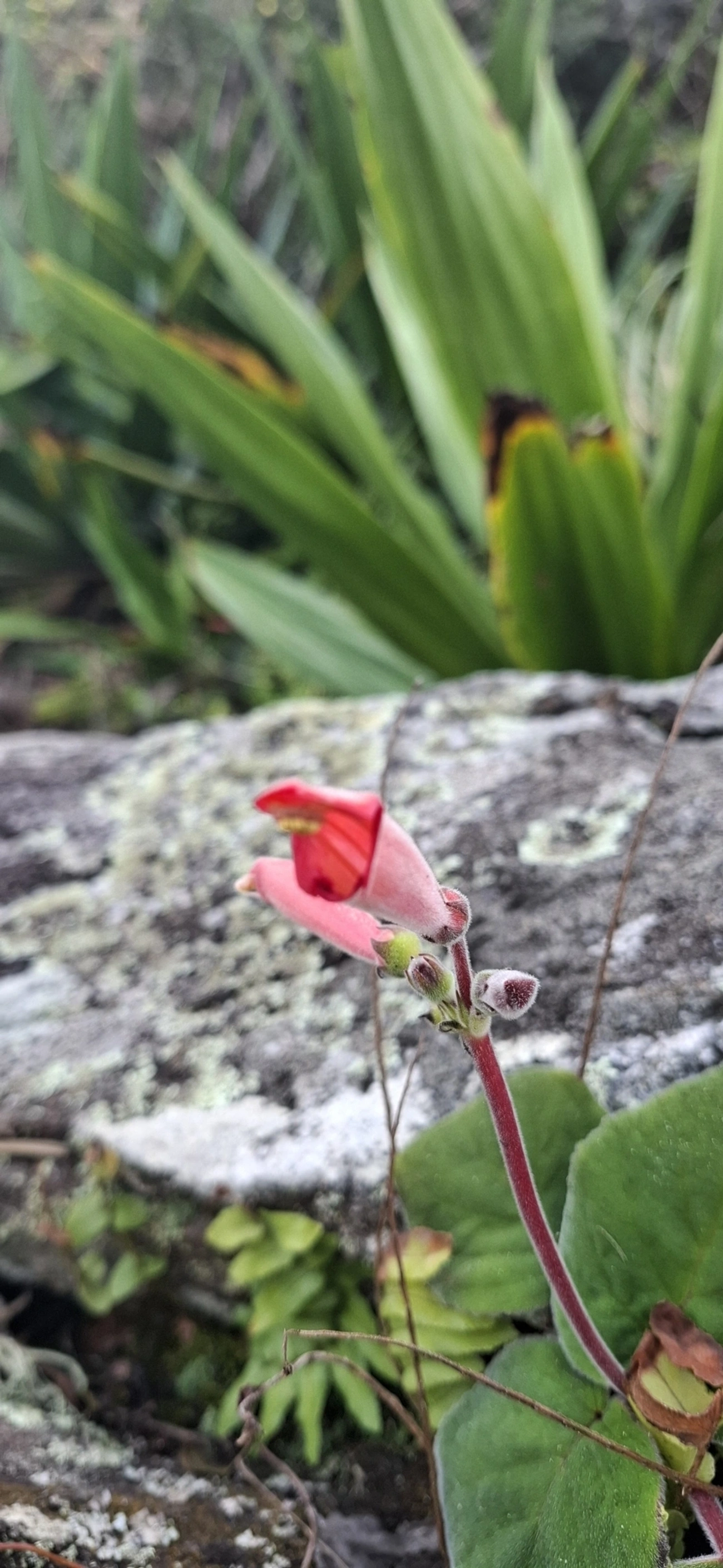 Sinningia iarae, plantas, fotografado em Calhetas, São Sebastião
