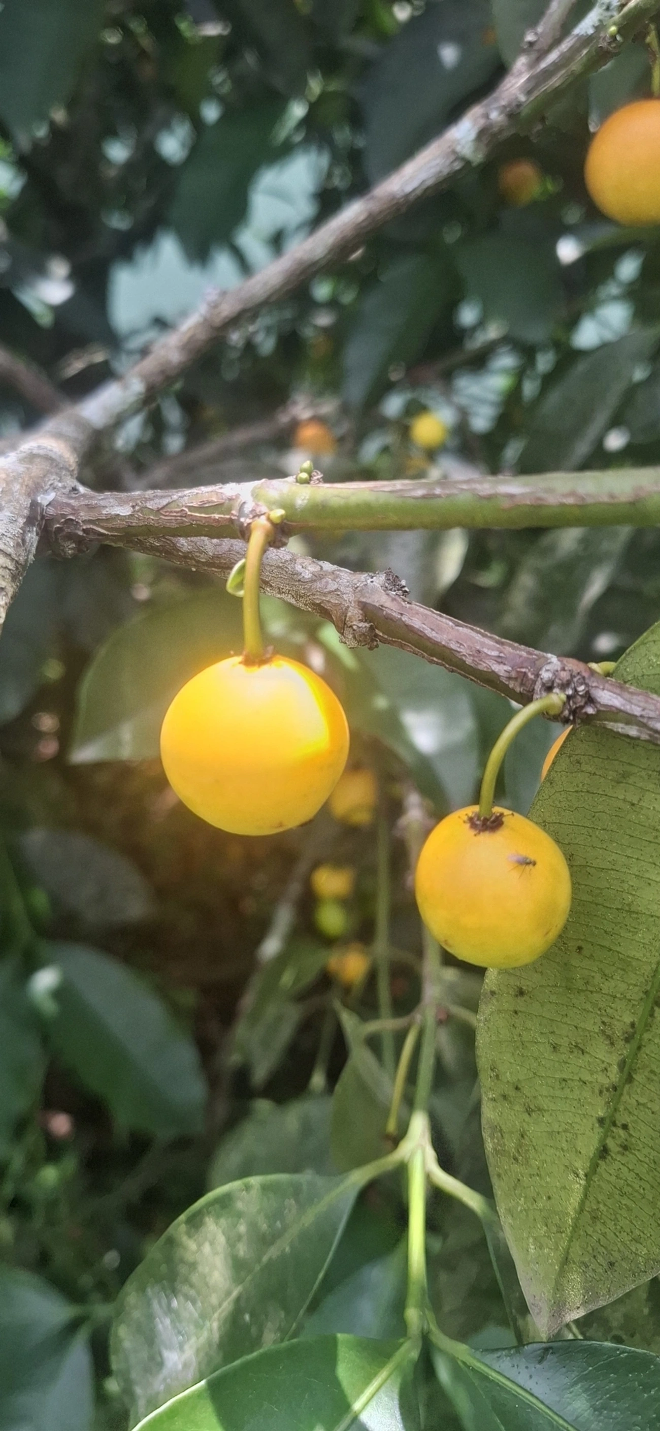 Bacupari (Garcinia brasiliensis), plantas, fotografado em Porto Novo, Caraguatatuba