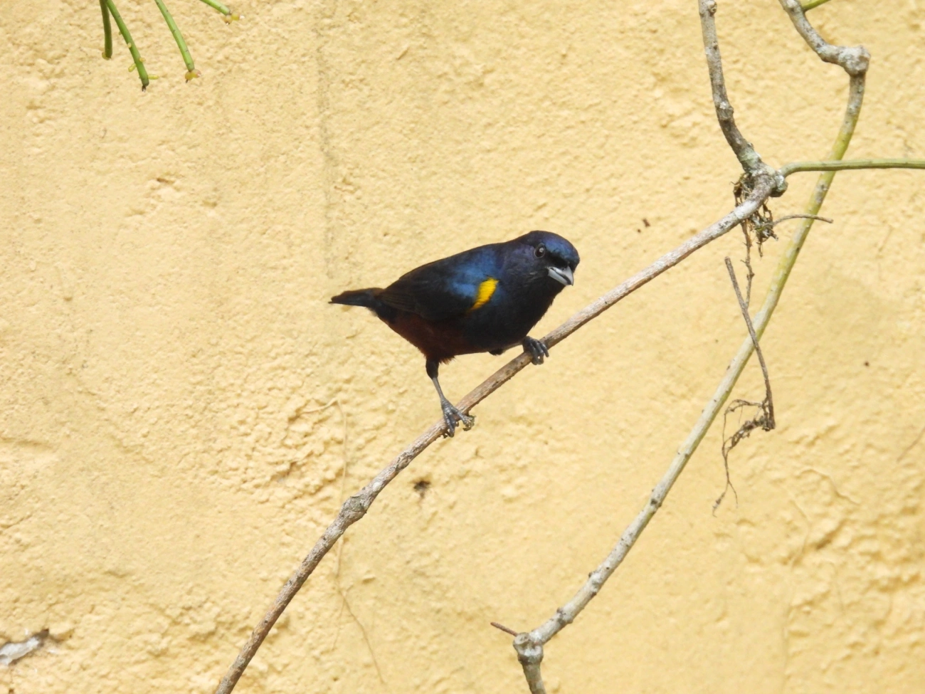 Ferro-velho (Euphonia pectoralis), aves, fotografado em Perequê, Ilhabela