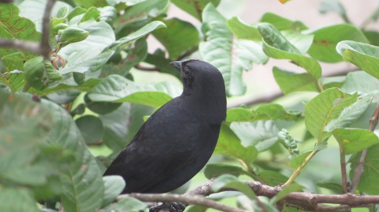 Chupim (Molothrus bonariensis), aves, fotografado em Maresias, São Sebastião