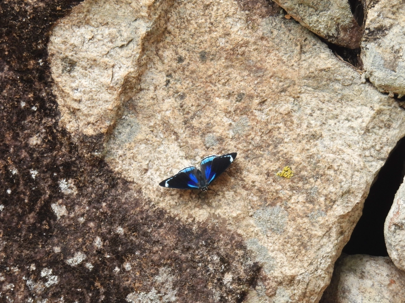 Borboleta-80 (Diaethria candrena), insetos, fotografado em Itamonte