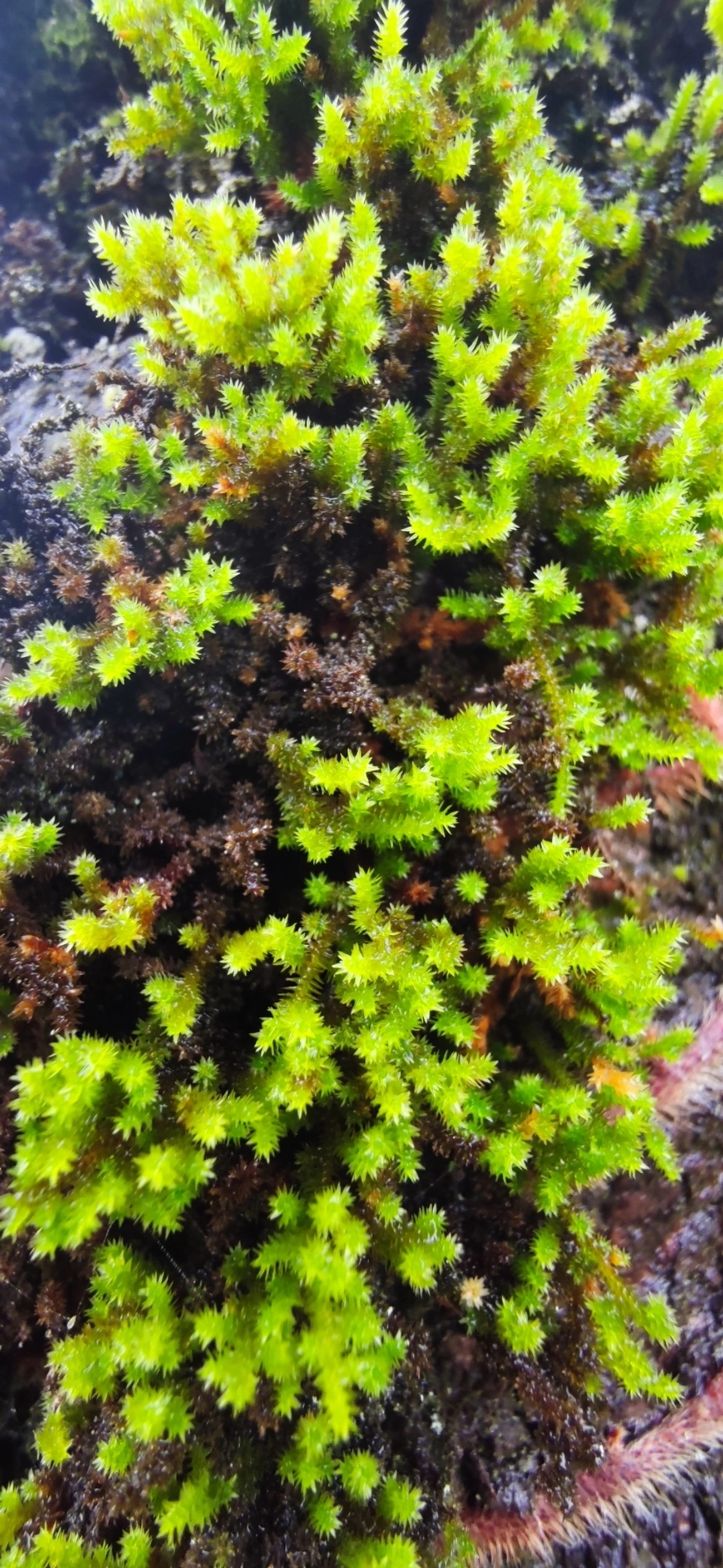 Fissidens, plantas, fotografado em Maresias, São Sebastião