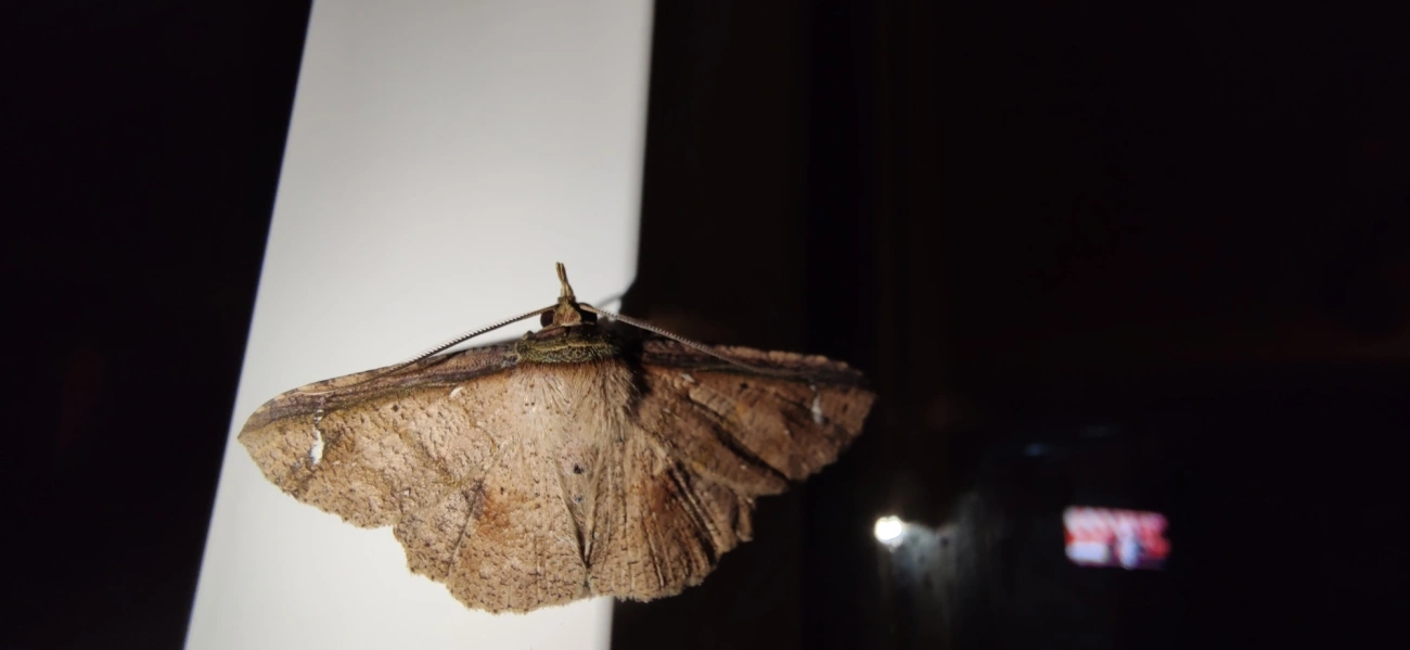 Ennominae, insetos, fotografado em Maresias, São Sebastião