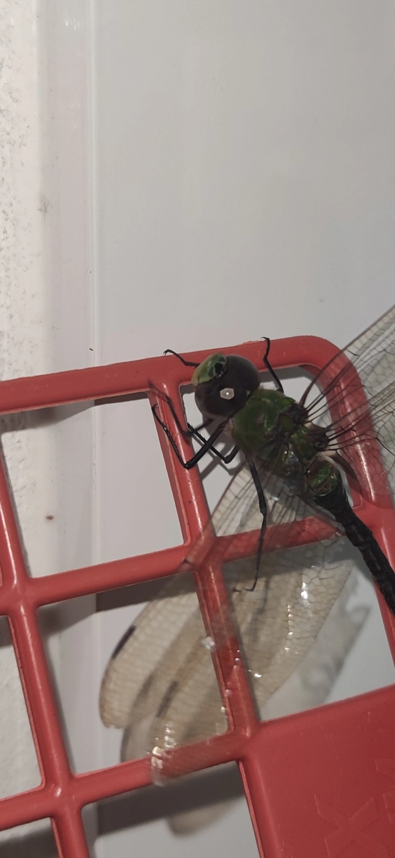Anax amazili, insetos, fotografado em Maresias, São Sebastião