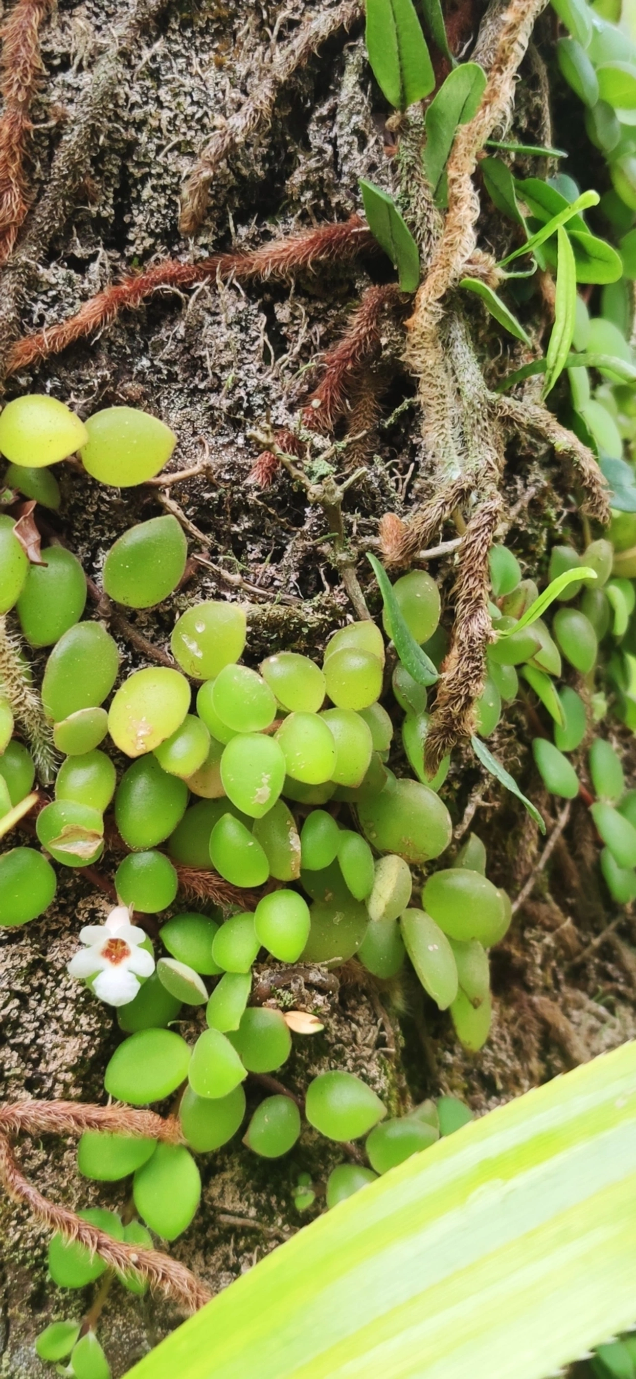 Codonanthe devosiana, plantas, fotografado em Maresias, São Sebastião