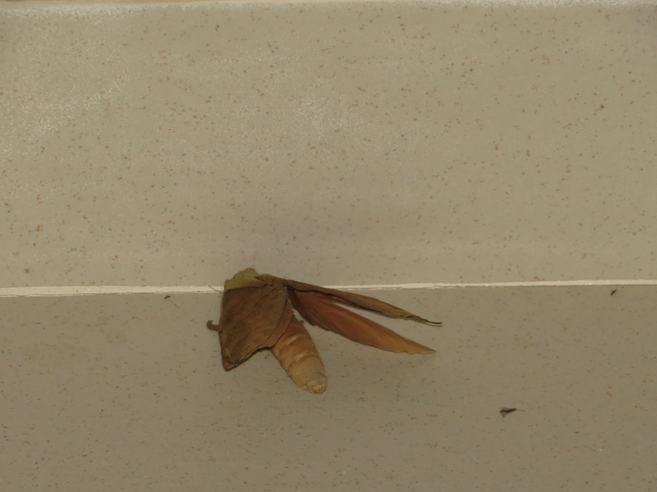 Mariposa-fantasma (Trichophassus giganteus), insetos, fotografado em Maresias, São Sebastião