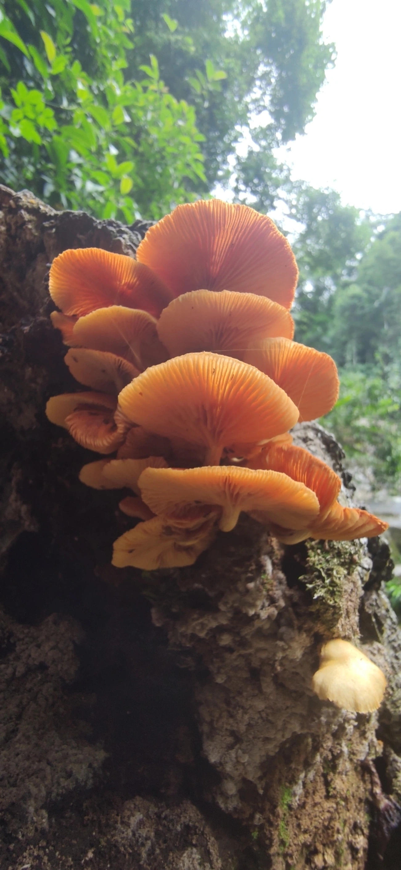 Gymnopilus, fungos, fotografado em Maresias, São Sebastião