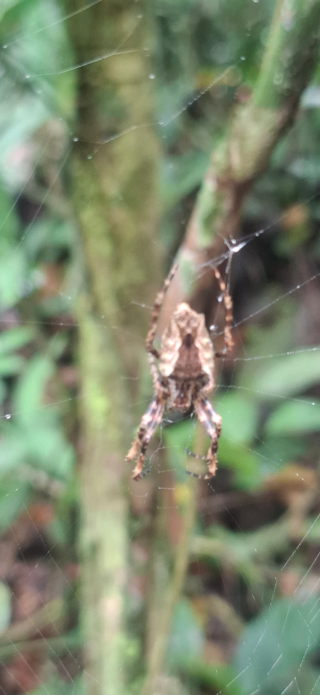 Parawixia, aracnídeos, fotografado em Maresias, São Sebastião