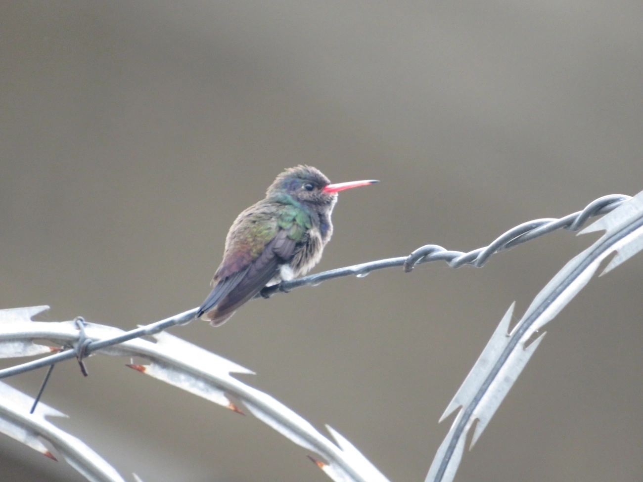 Beija-flor-roxo (Chlorestes cyanus), aves, fotografado em Maresias, São Sebastião