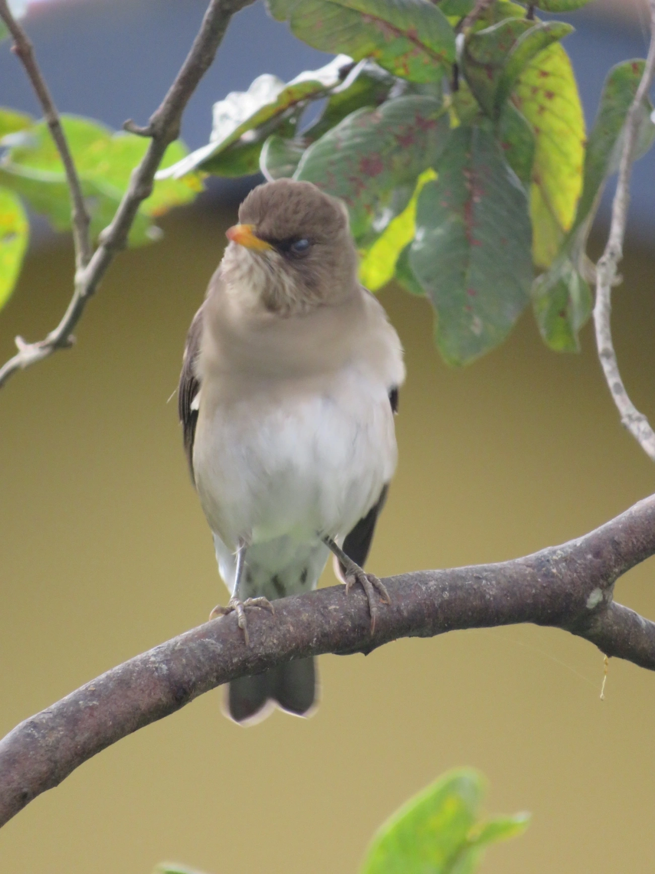 Sabiá-poca (Turdus amaurochalinus), aves, fotografado em Maresias, São Sebastião
