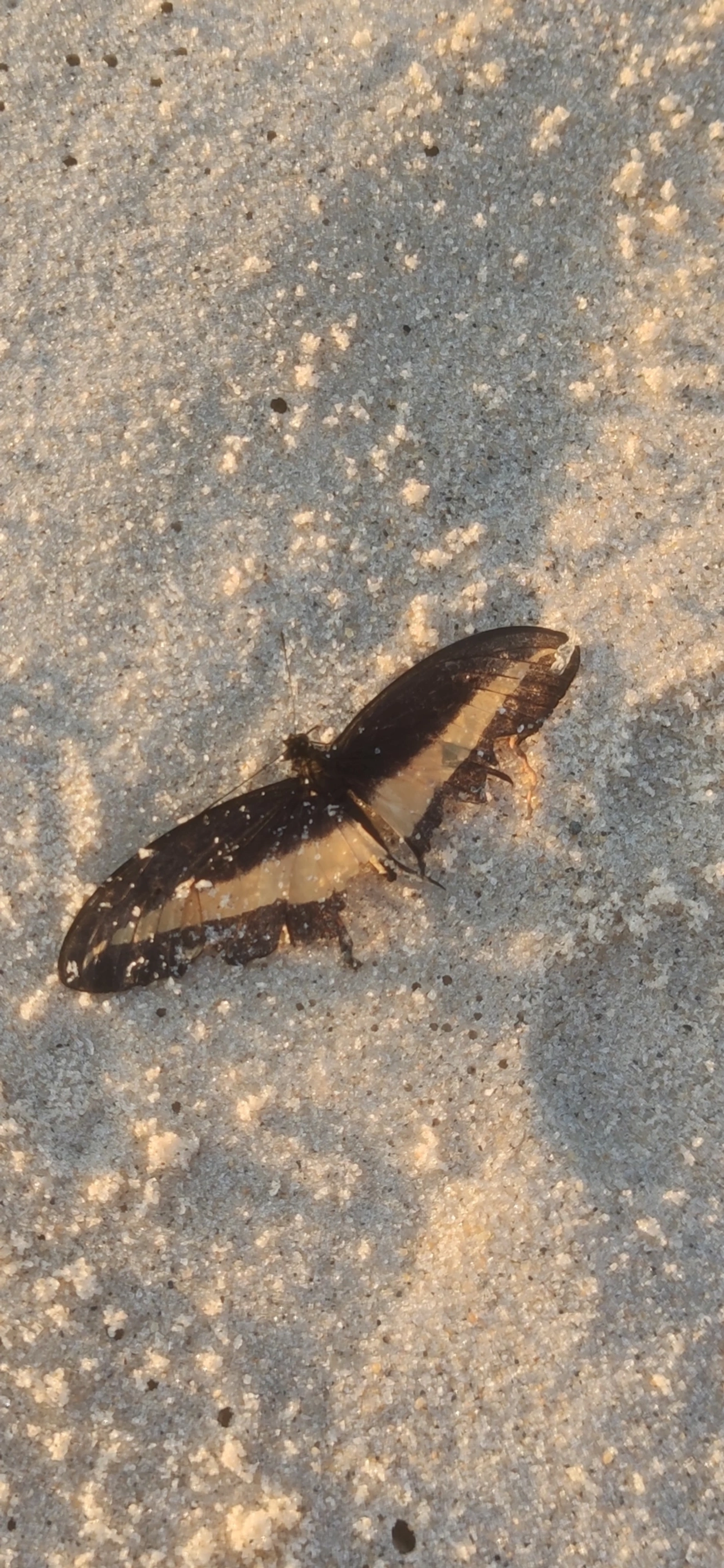 Heraclides hectorides, insetos, fotografado em Maresias, São Sebastião