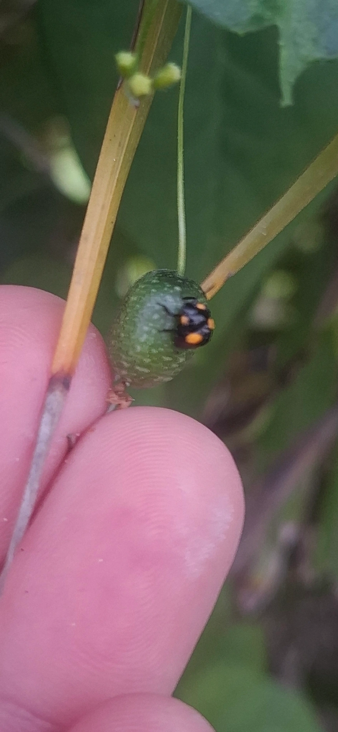 Joaninhas (Coccinellidae), insetos, fotografado em Maresias, São Sebastião