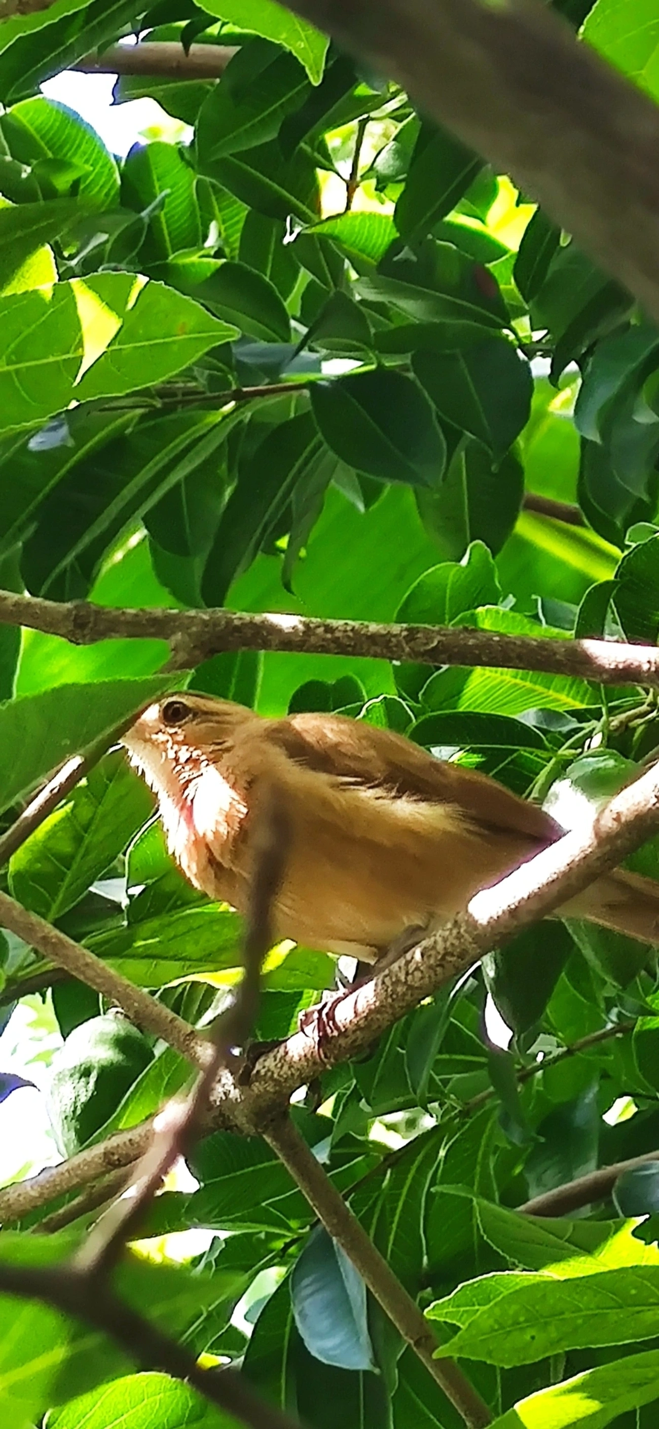 João-de-barro (Furnarius rufus), aves, fotografado em CERET