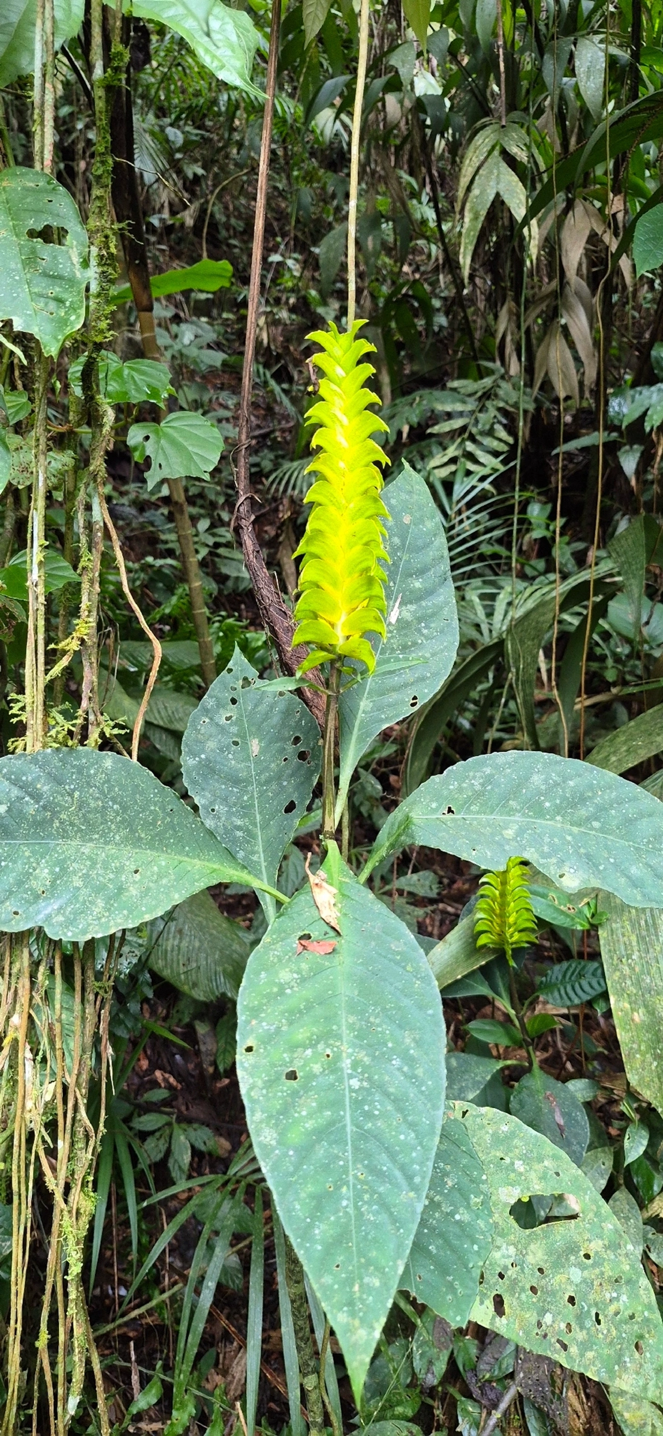 Aphelandra, plantas, fotografado em Pedra Selada