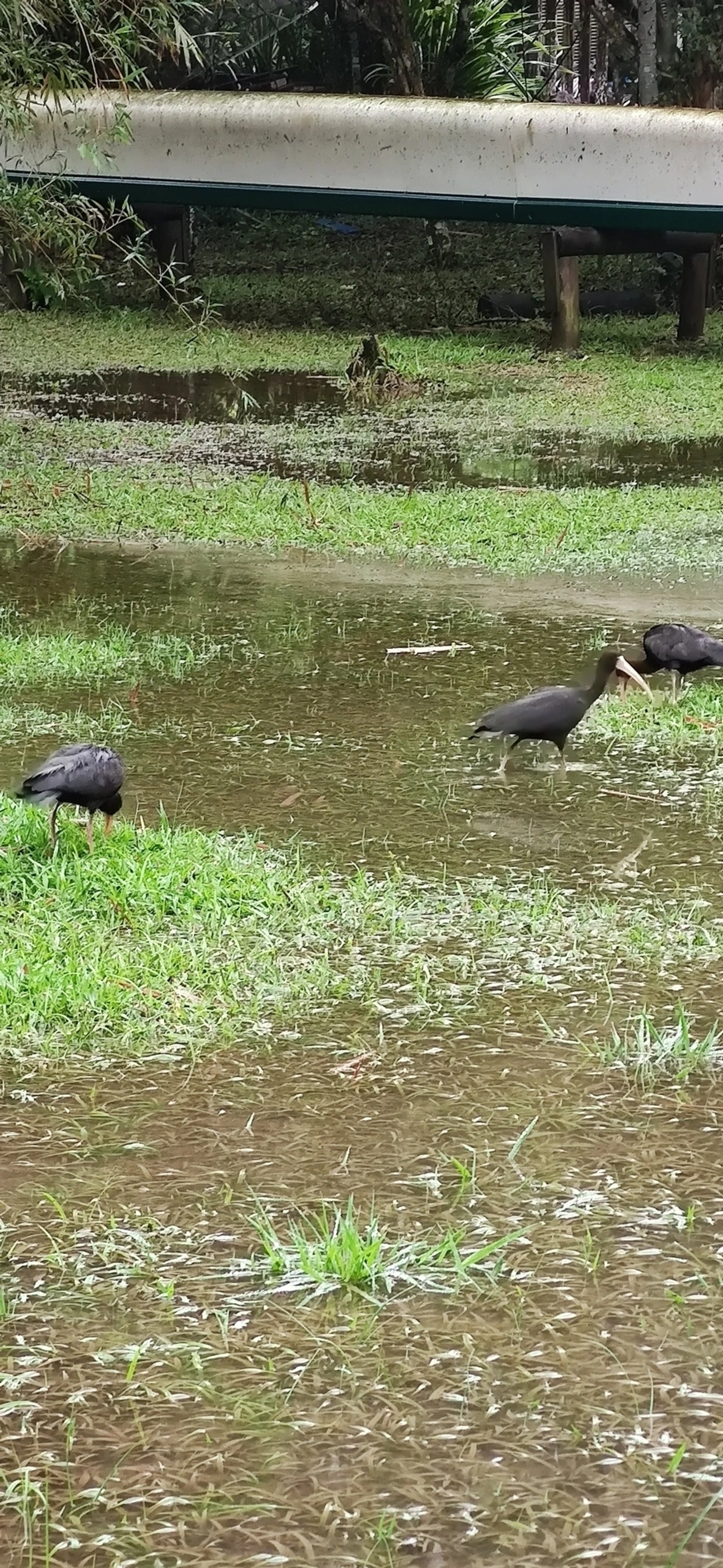 Tapicuru (Phimosus infuscatus), aves, fotografado em Maresias, São Sebastião