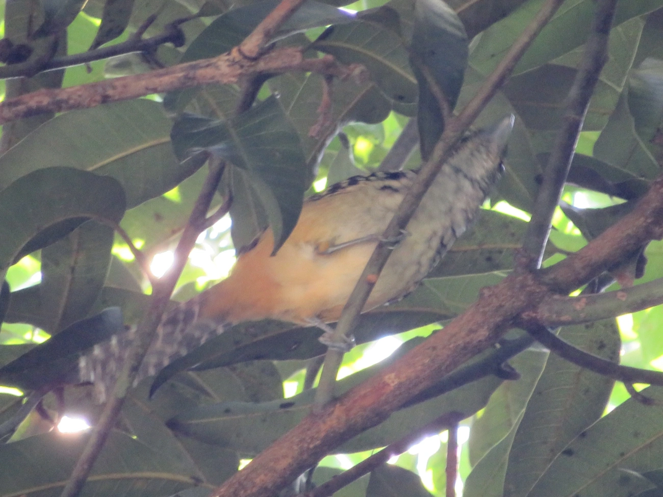 Chocão-carijó (Hypoedaleus guttatus), aves, fotografado em Maresias, São Sebastião