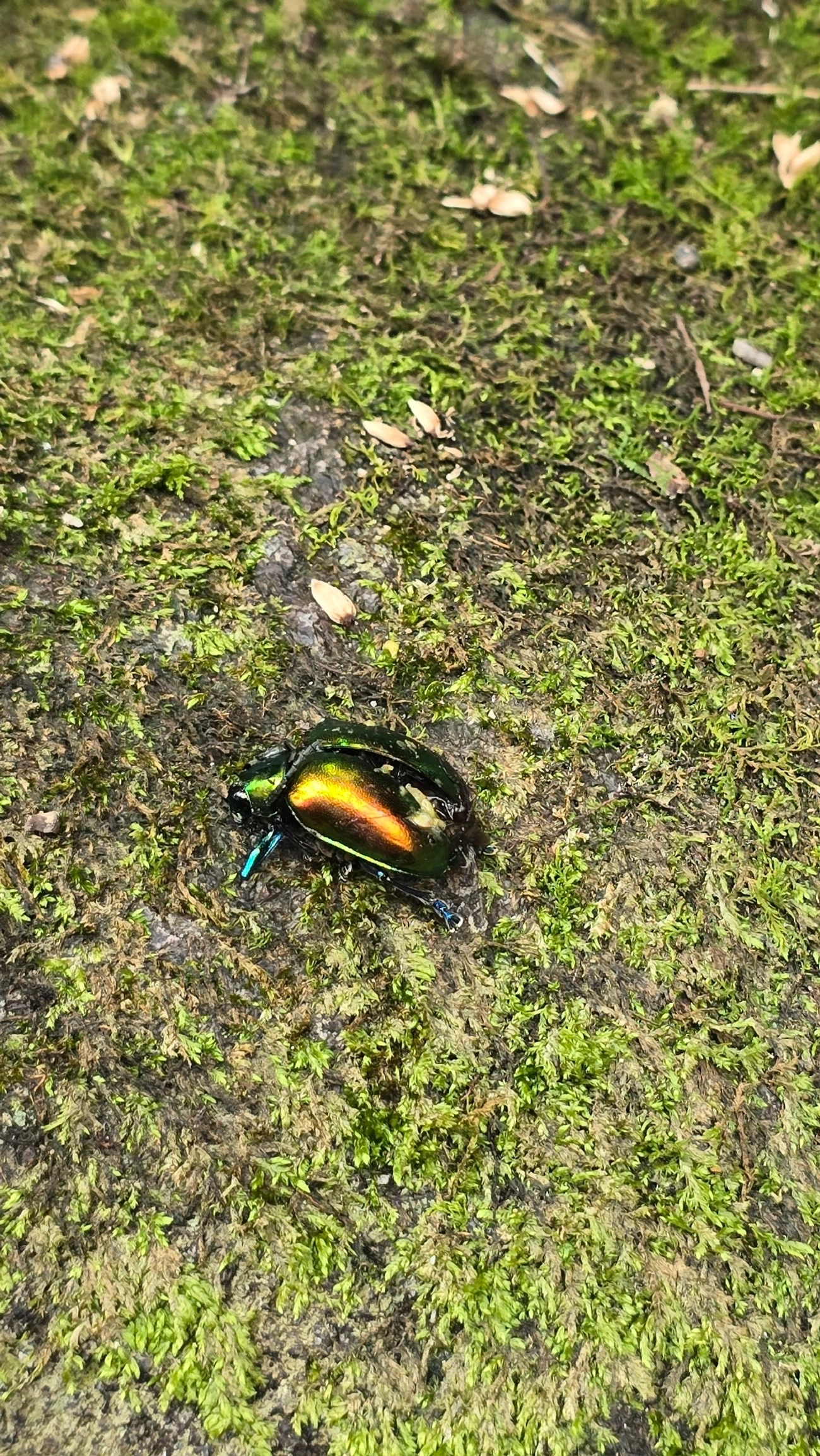 Crisomelídeos (Chrysomelidae), insetos, fotografado em Queluz