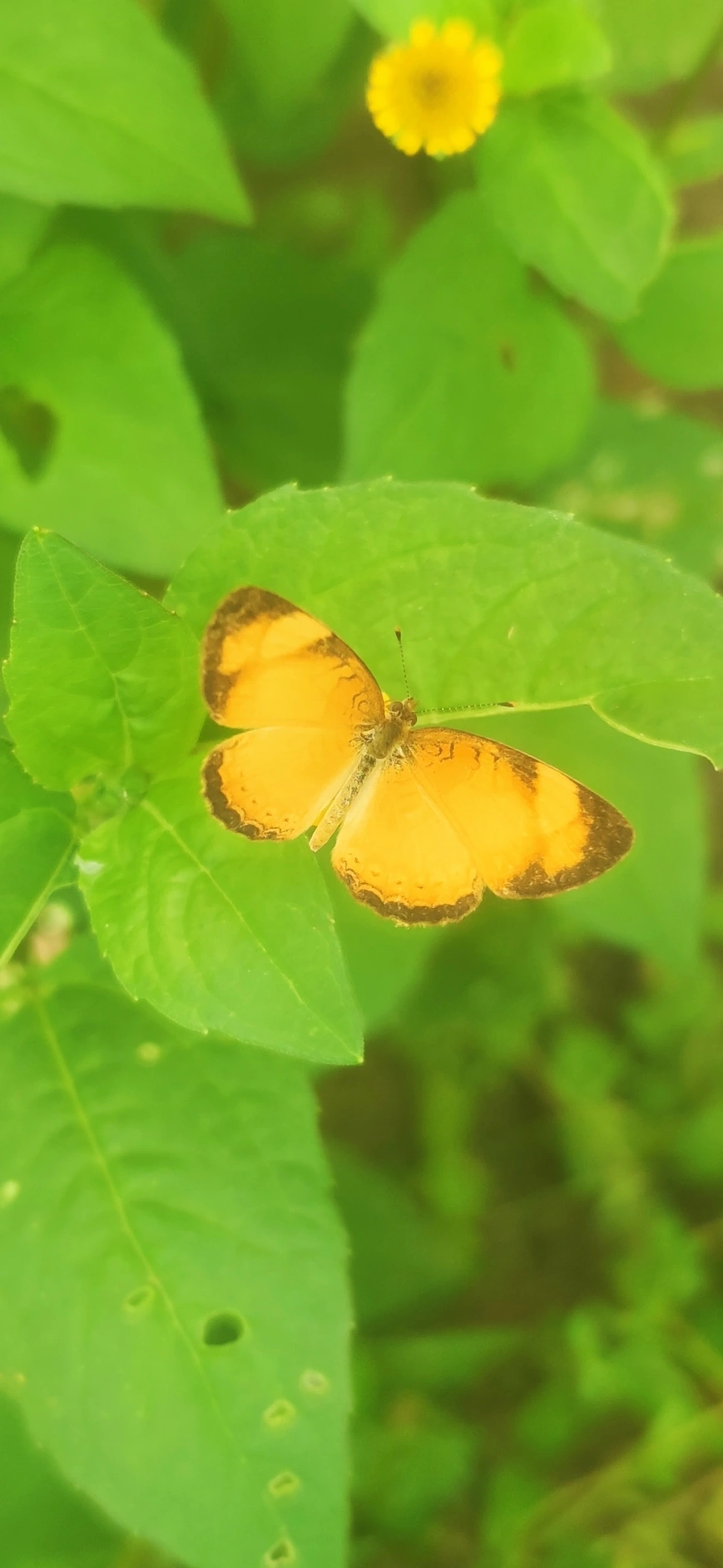 Tegosa claudina, insetos, fotografado em Maresias, São Sebastião