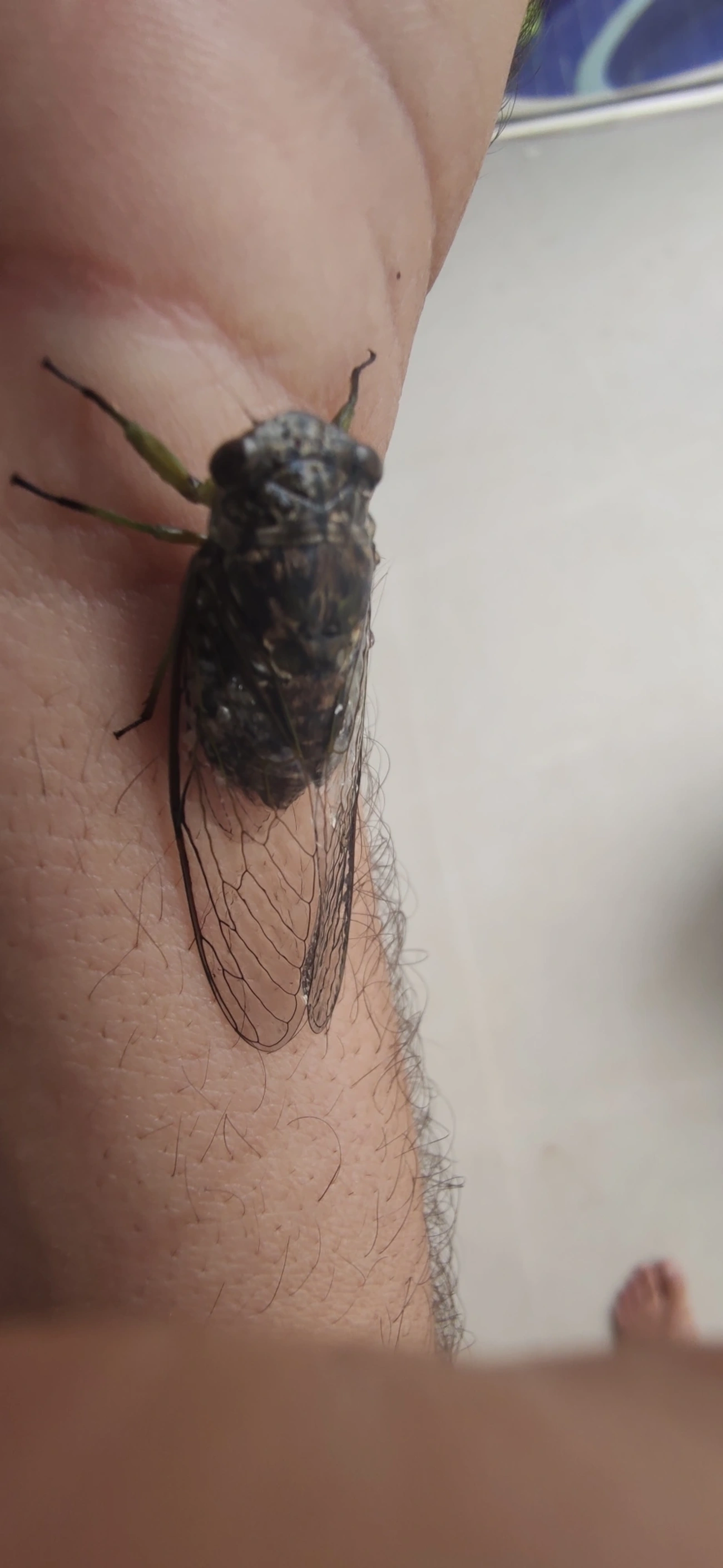 Cigarras típicas (Cicadidae), insetos, fotografado em Maresias, São Sebastião
