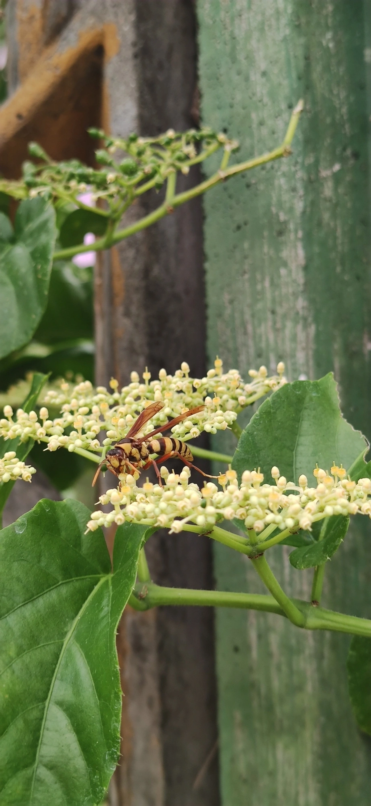Marimbondo transformador (Polistes carnifex), insetos, fotografado em Indaiá, Caraguatatuba