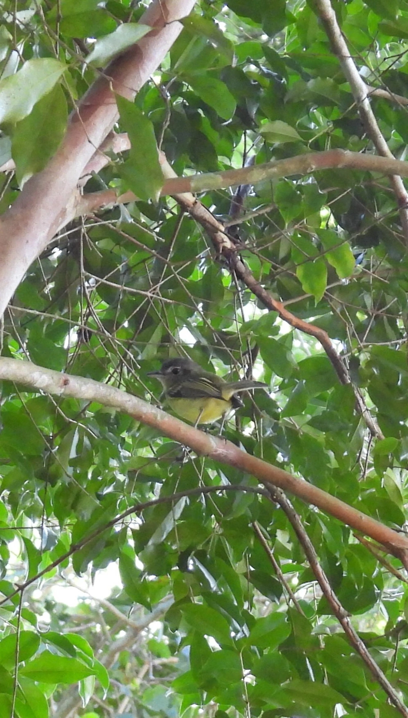 Bico-chato-de-orelha-preta (Tolmomyias sulphurescens), aves, fotografado em Resende