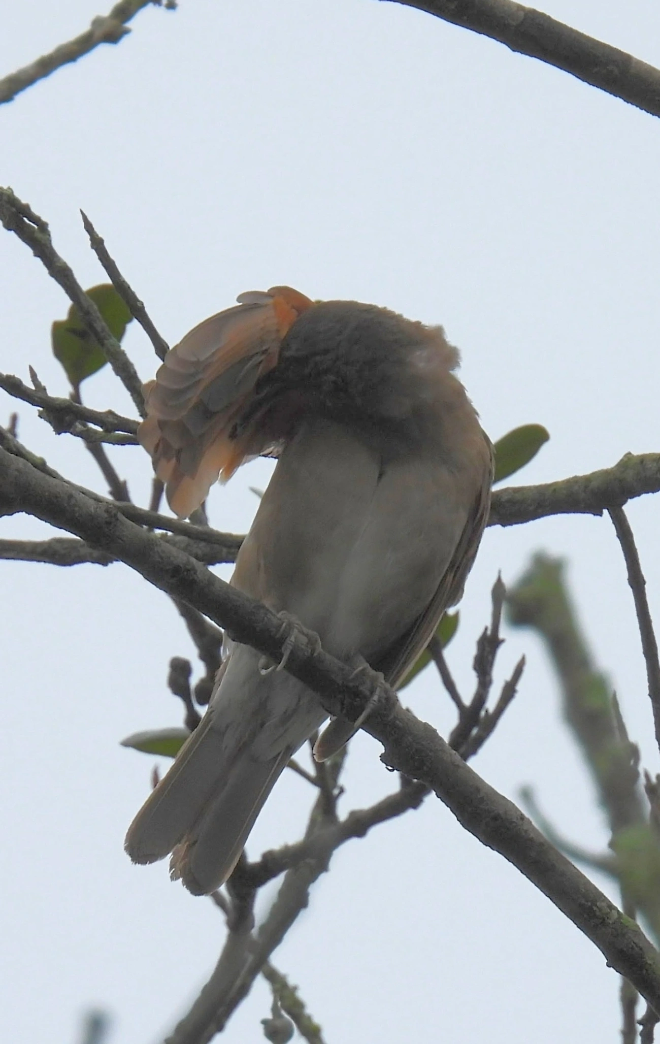 Sabiá-barranco (Turdus leucomelas), aves, fotografado em Maresias, São Sebastião
