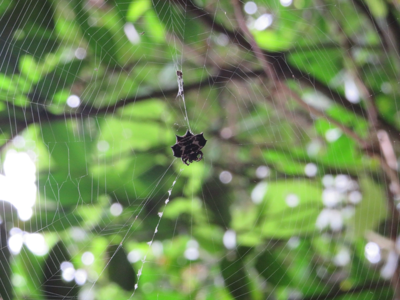 Aranha-espinho (Gasteracantha cancriformis), aracnídeos, fotografado em Maresias, São Sebastião