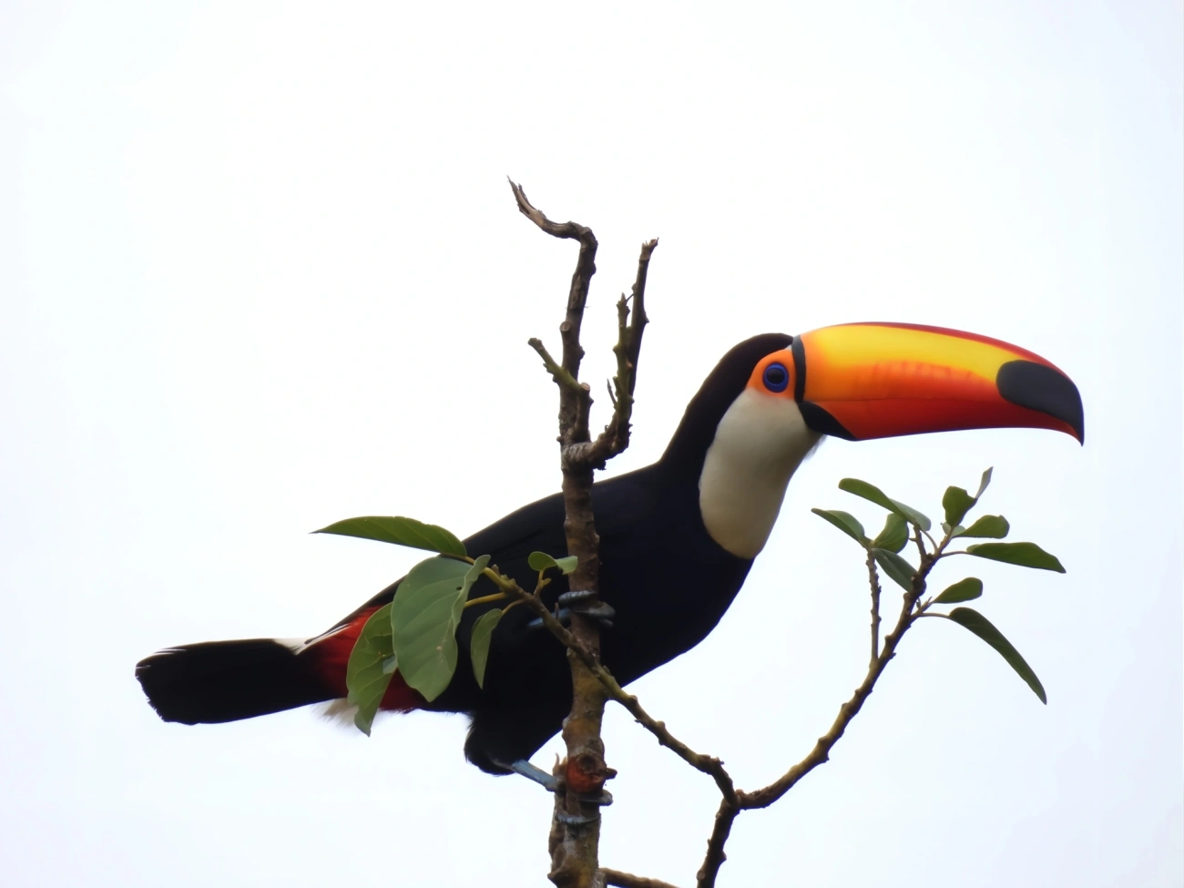 Tucano-toco (Ramphastos toco), aves, fotografado em Santa Isabel