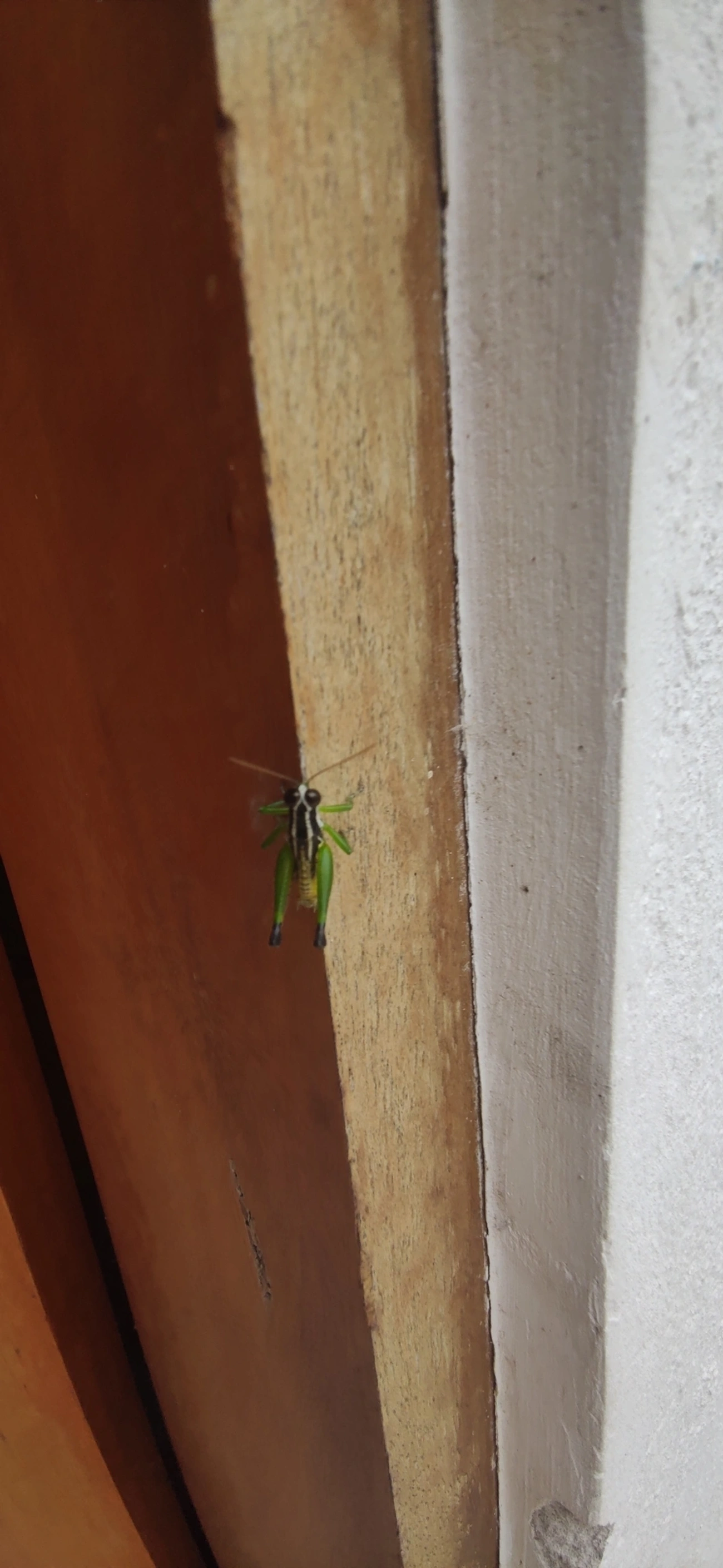 Digamacris amoena, insetos, fotografado em Maresias, São Sebastião