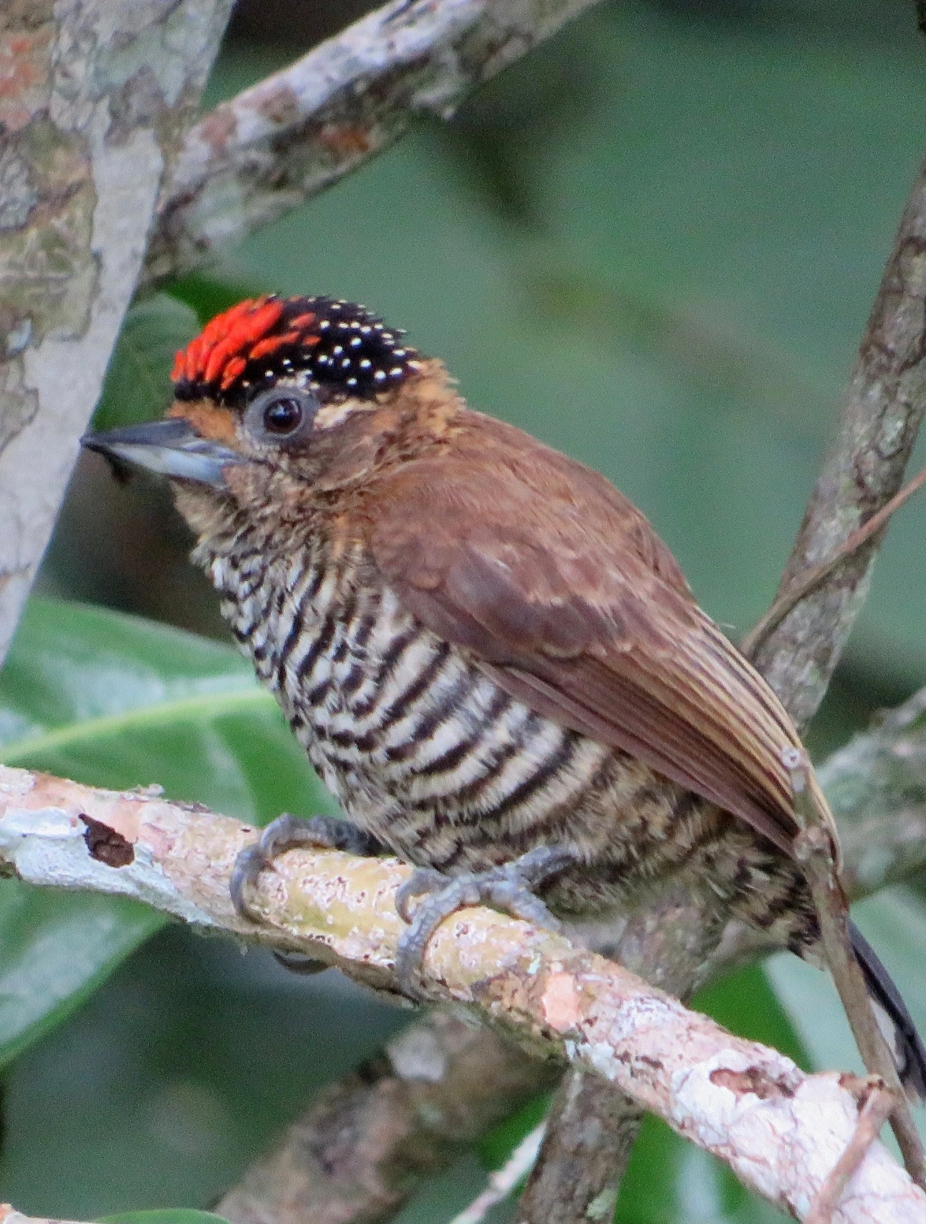 Pica-pau-anão-barrado (Picumnus cirratus), aves, fotografado em Maresias, São Sebastião
