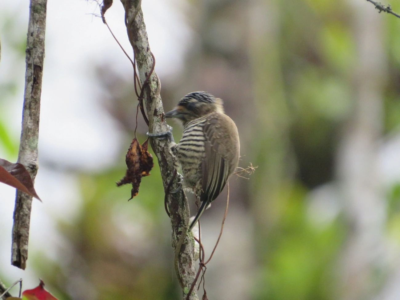 Pica-pau-anão-barrado (Picumnus cirratus), aves, fotografado em Maresias, São Sebastião