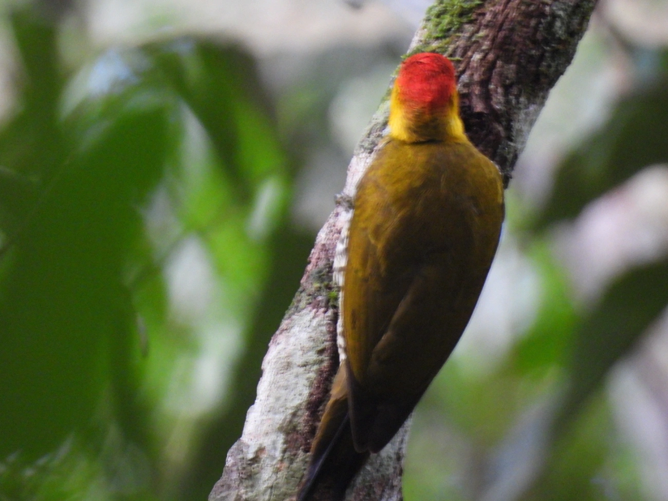 Pica-pau-bufador (Piculus flavigula), aves, fotografado em Maresias, São Sebastião