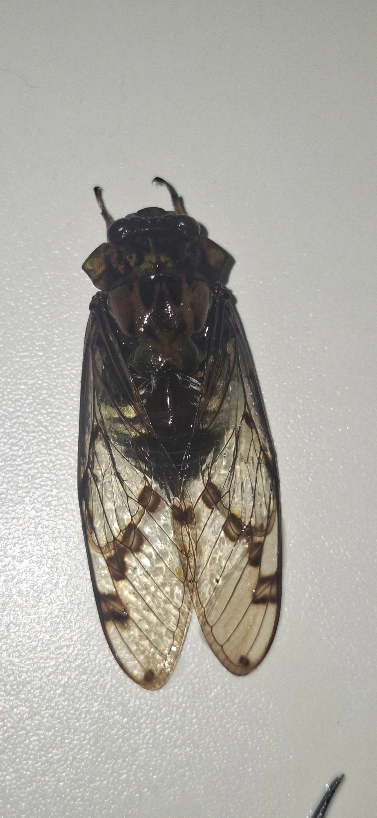 Cigarra-verde (Zammara tympanum), insetos, fotografado em Maresias, São Sebastião