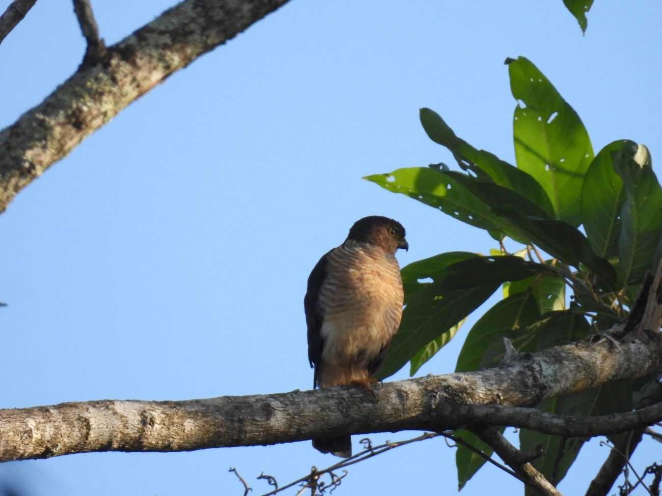 Gavião-miudinho (Microspizias superciliosus), aves, fotografado em Maresias, São Sebastião