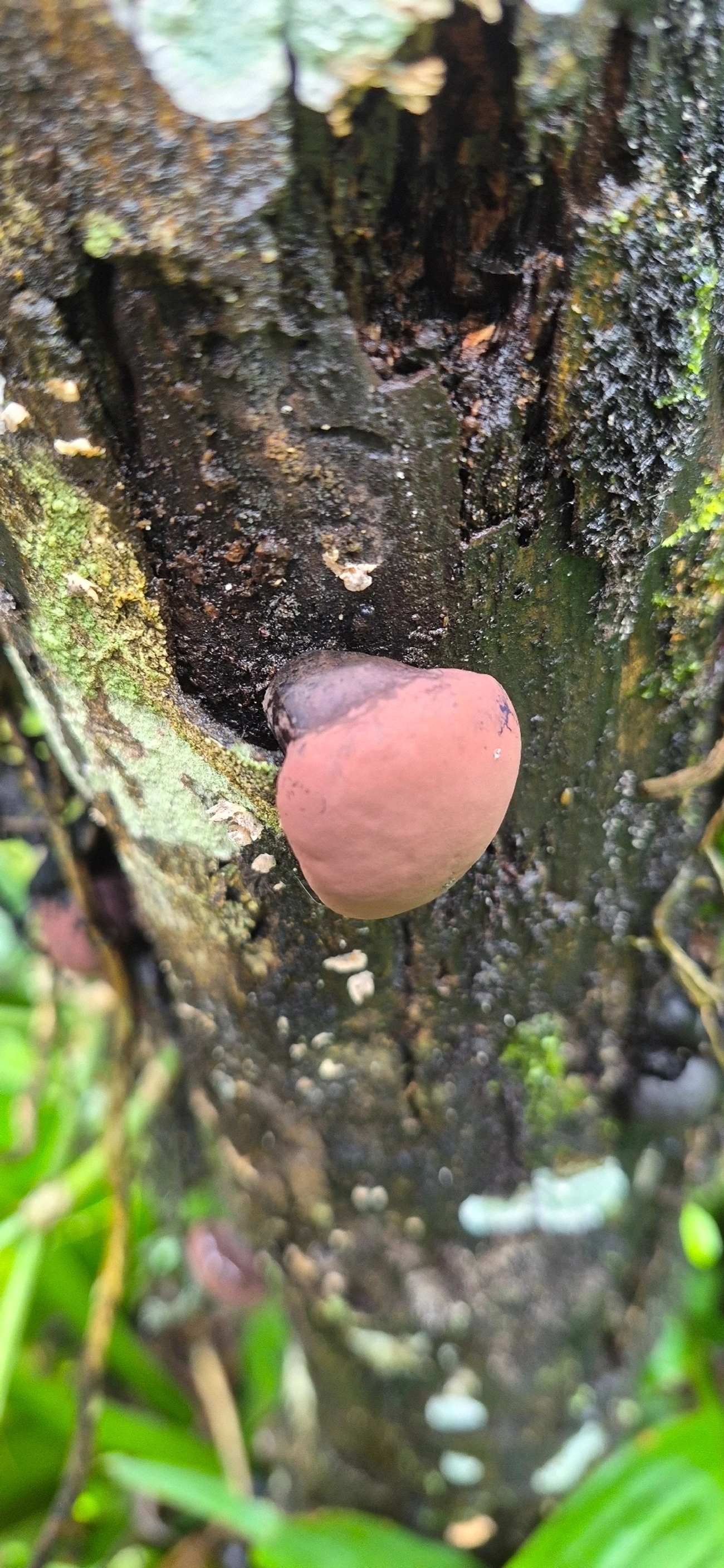 Daldinia vernicosa Group (Daldinia vernicosa), fungos, fotografado em Maresias, São Sebastião