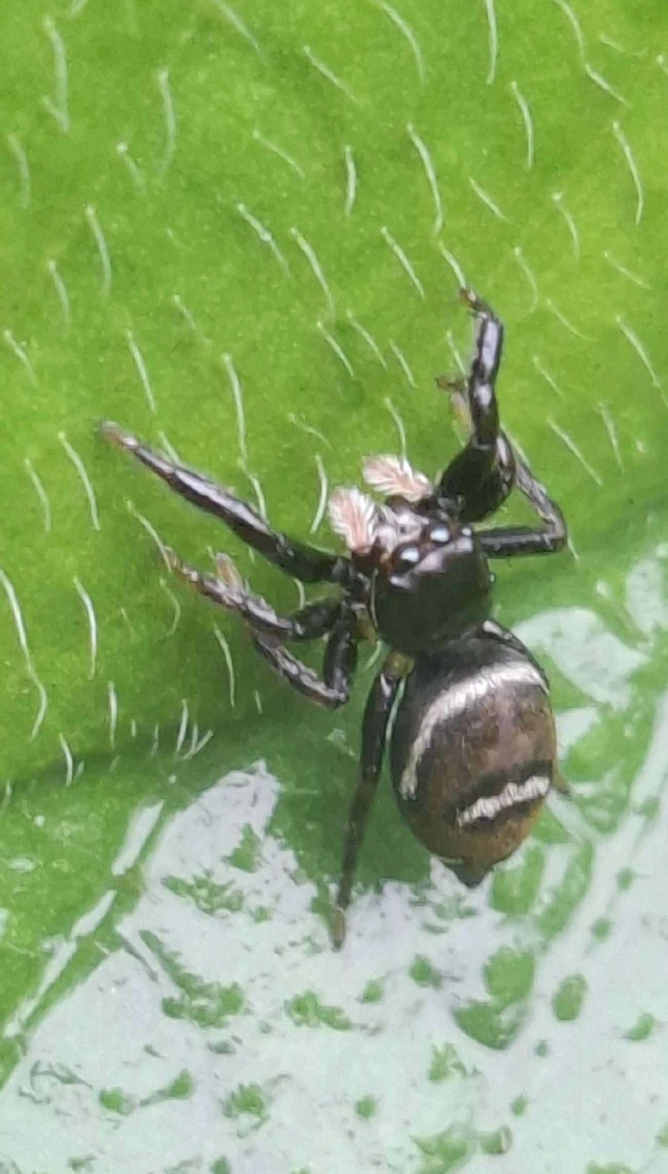 Pachomius, aracnídeos, fotografado em Maresias, São Sebastião