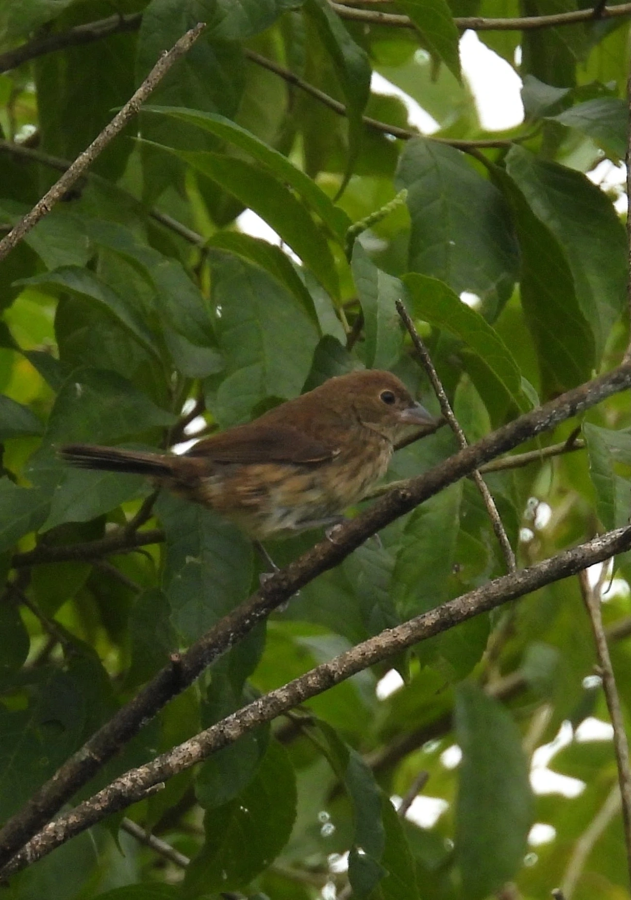 Tiziu (Volatinia jacarina), aves, fotografado em Queluz