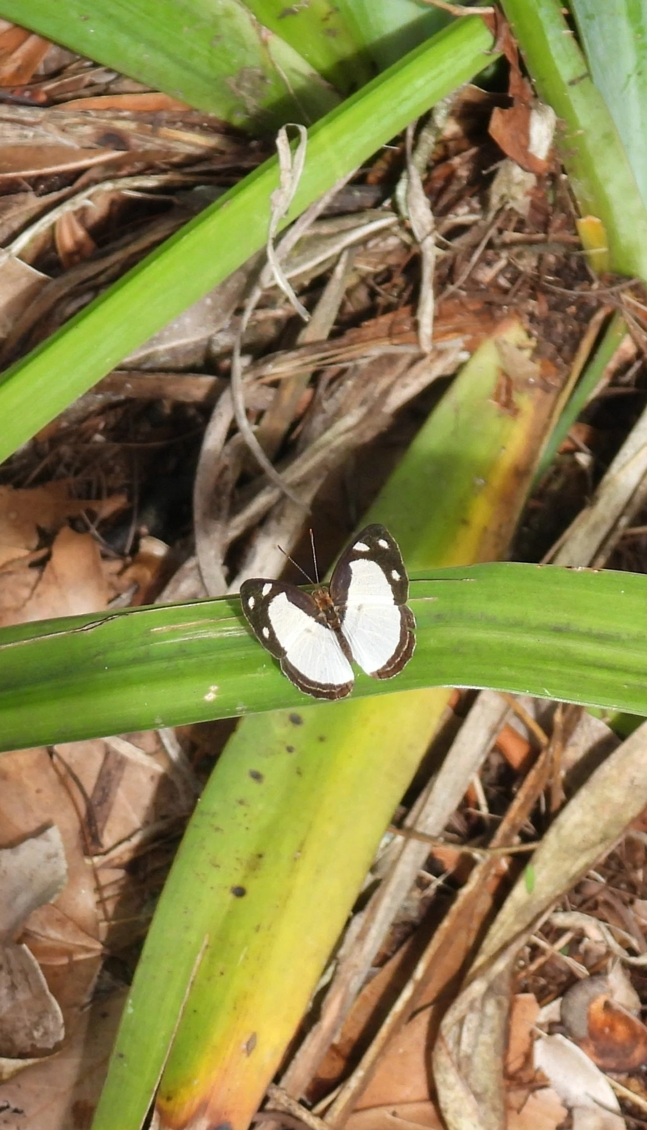 Marujo-fantasma (Dynamine athemon), insetos, fotografado em Queluz