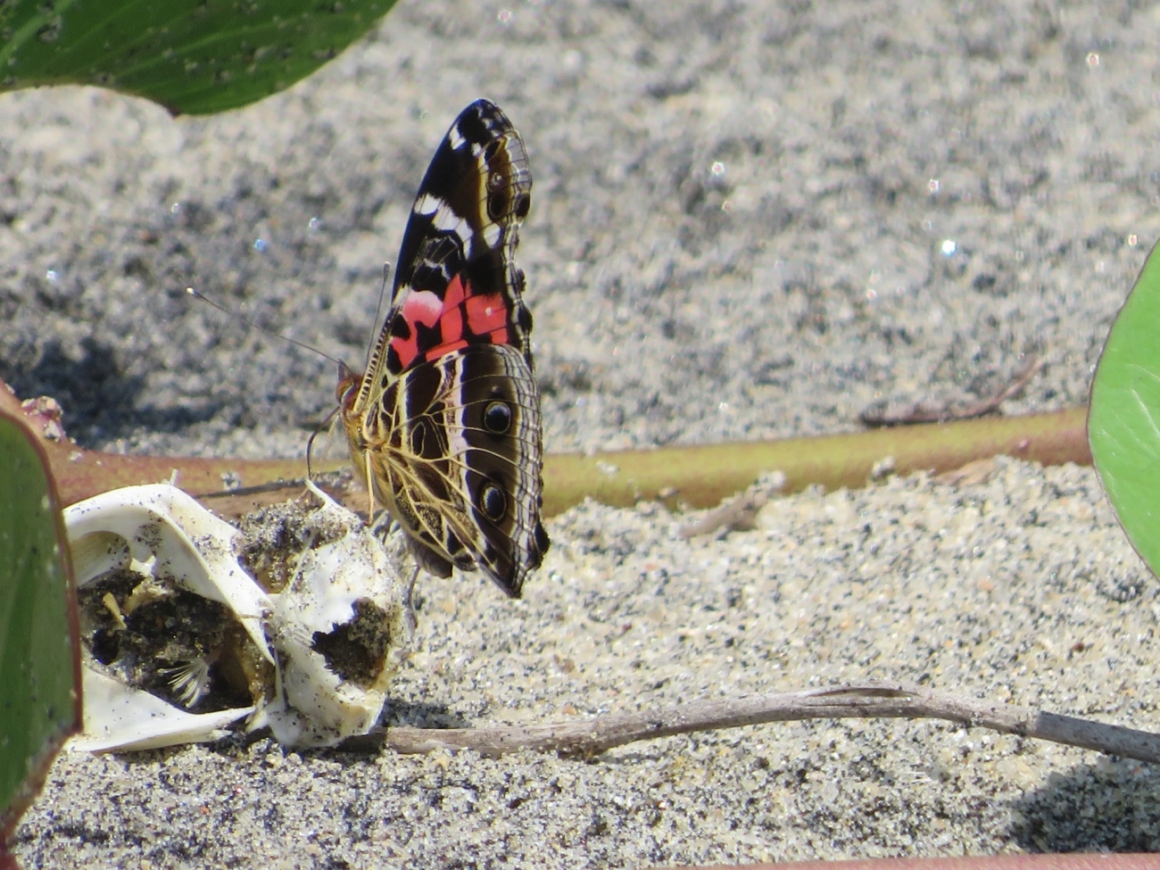 Dama-bandeada (Vanessa myrinna), insetos, fotografado em Mocóca
