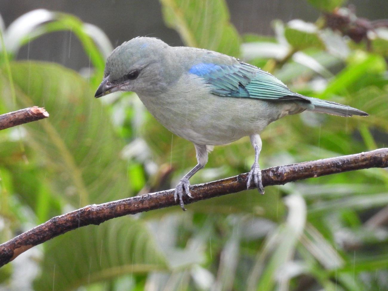 Sanhaço-de-encontro-azul (Thraupis cyanoptera), aves, fotografado em Maresias, São Sebastião