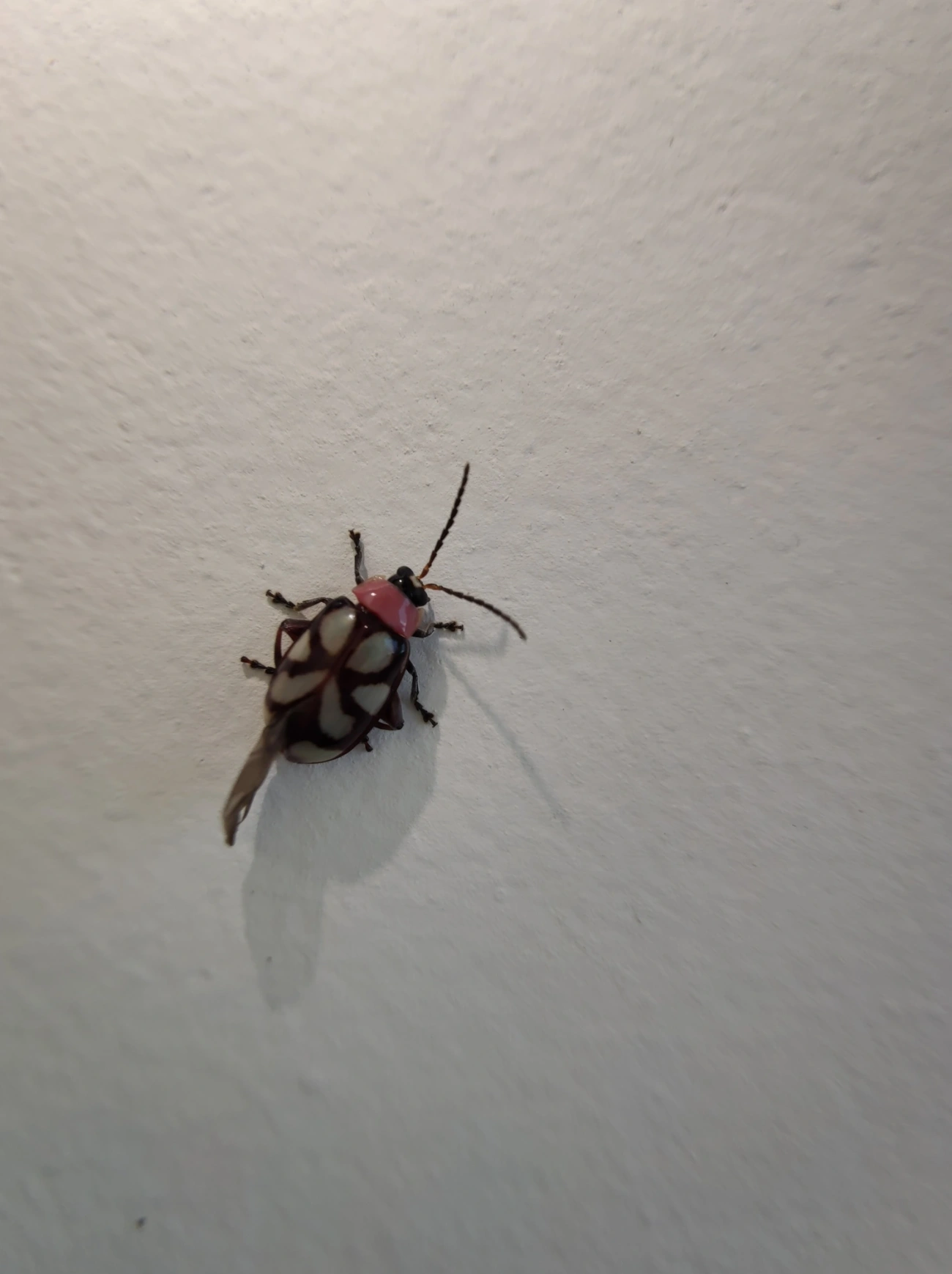 Besouro-pulga-de-faixas-oblíquas (Omophoita albicollis), insetos, fotografado em Maresias, São Sebastião