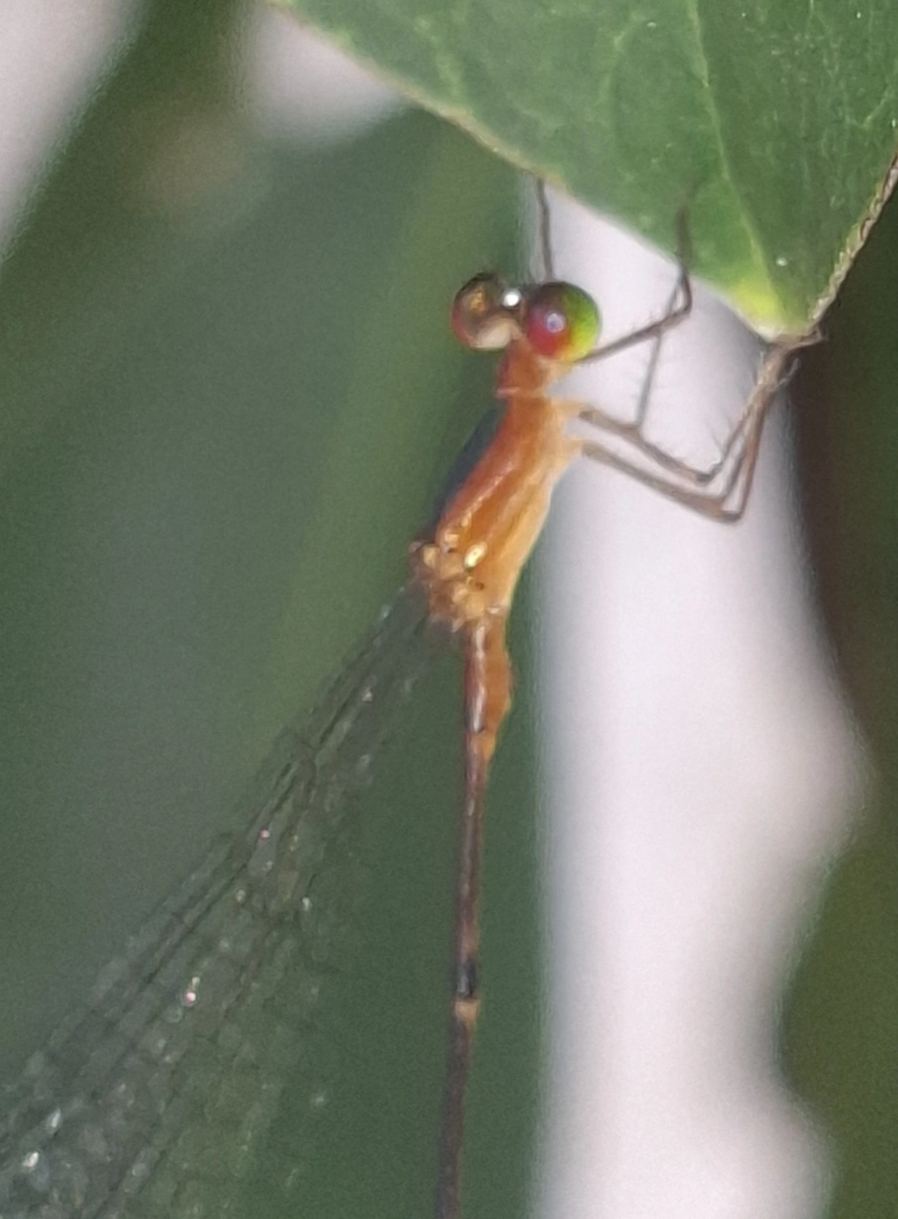 Coenagrionidae, insetos, fotografado em Maresias, São Sebastião
