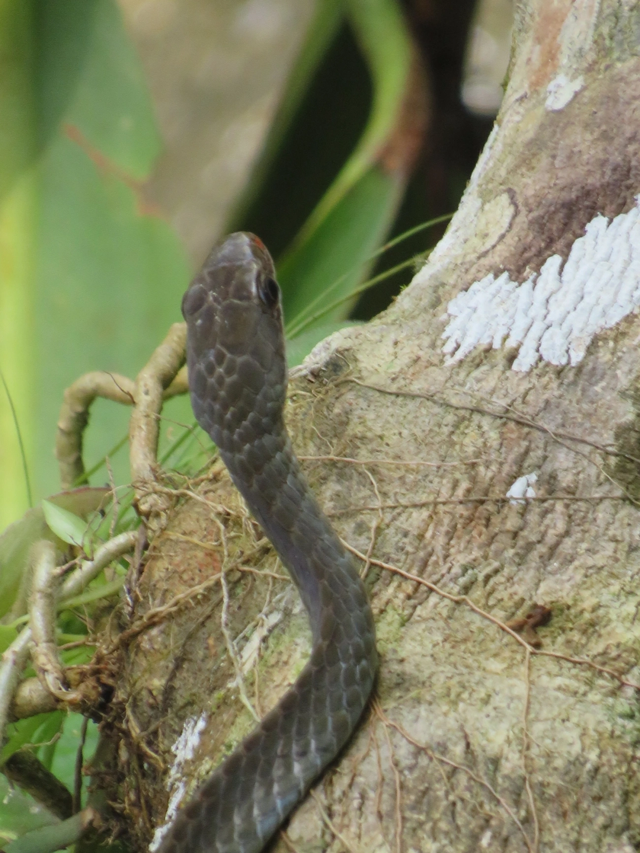 Urupiagara (Chironius fuscus), répteis, fotografado em Paúba, São Sebastião