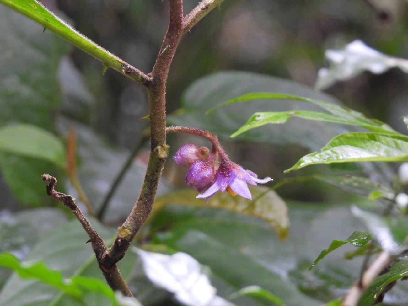 Solanum hexandrum, plantas, fotografado em Maresias, São Sebastião