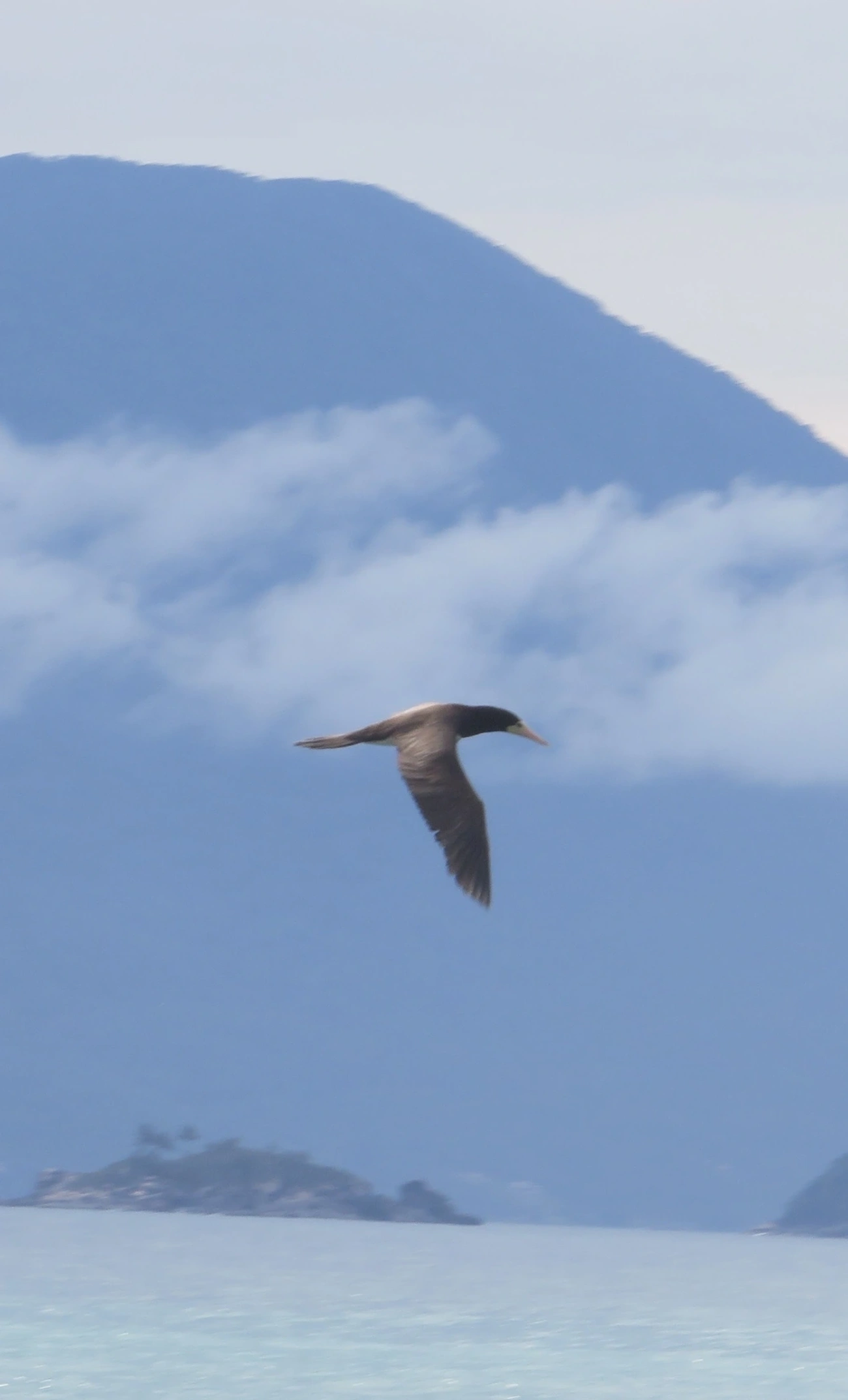 Atobá-pardo (Sula leucogaster), aves, fotografado em Maresias, São Sebastião