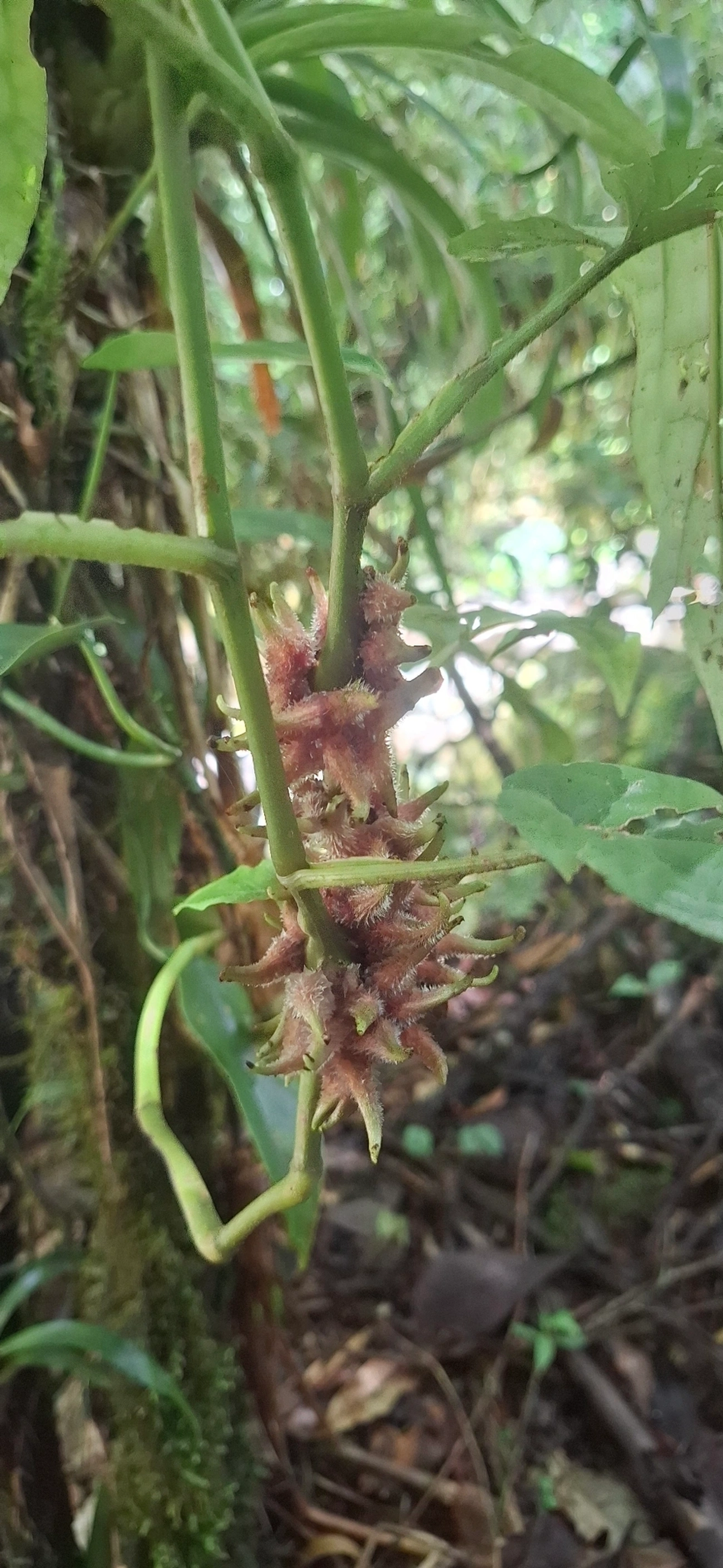 Plantas (Plantae), plantas, fotografado em Queluz